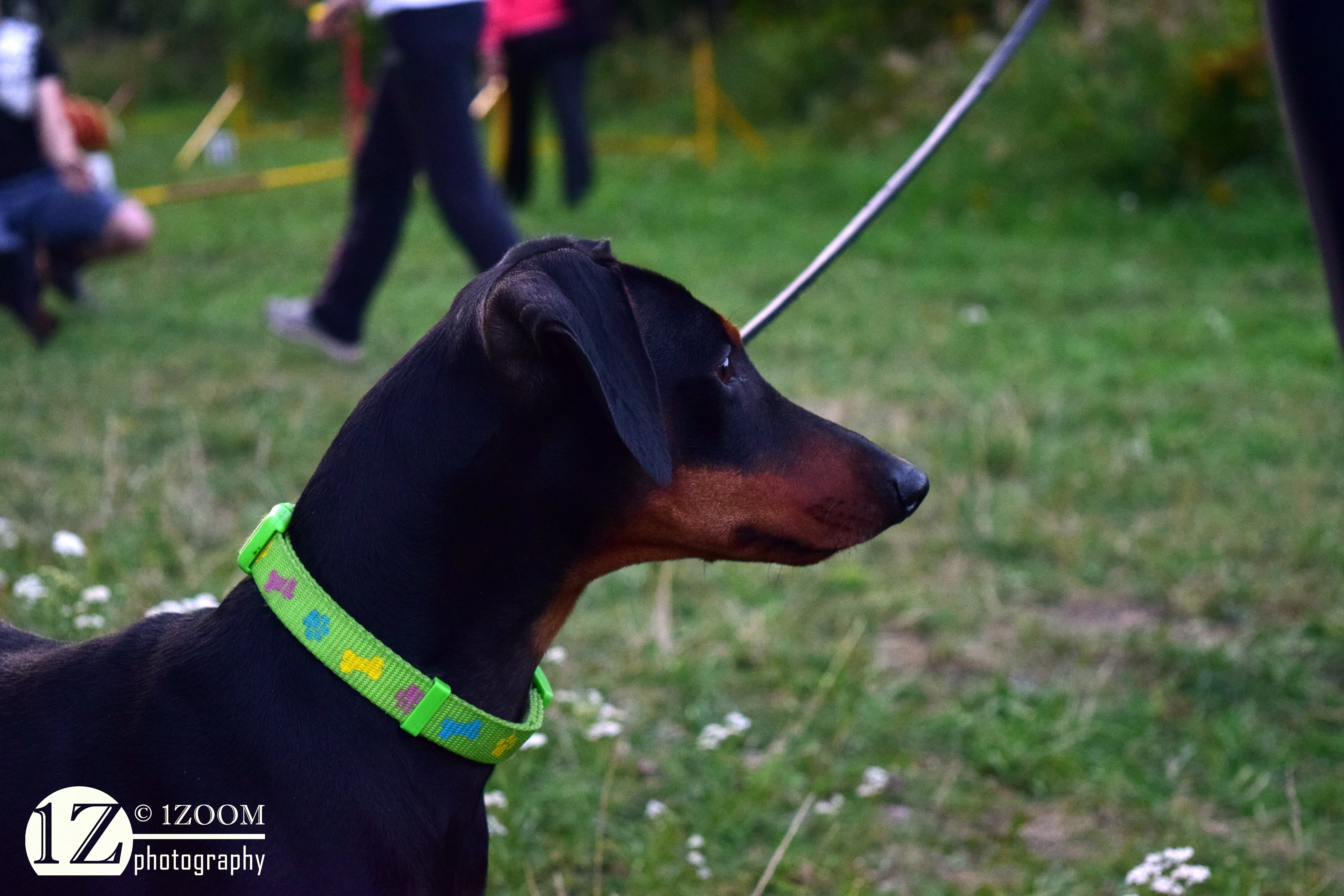 Doberman Pinscher with a colorful collar HD Wallpaper