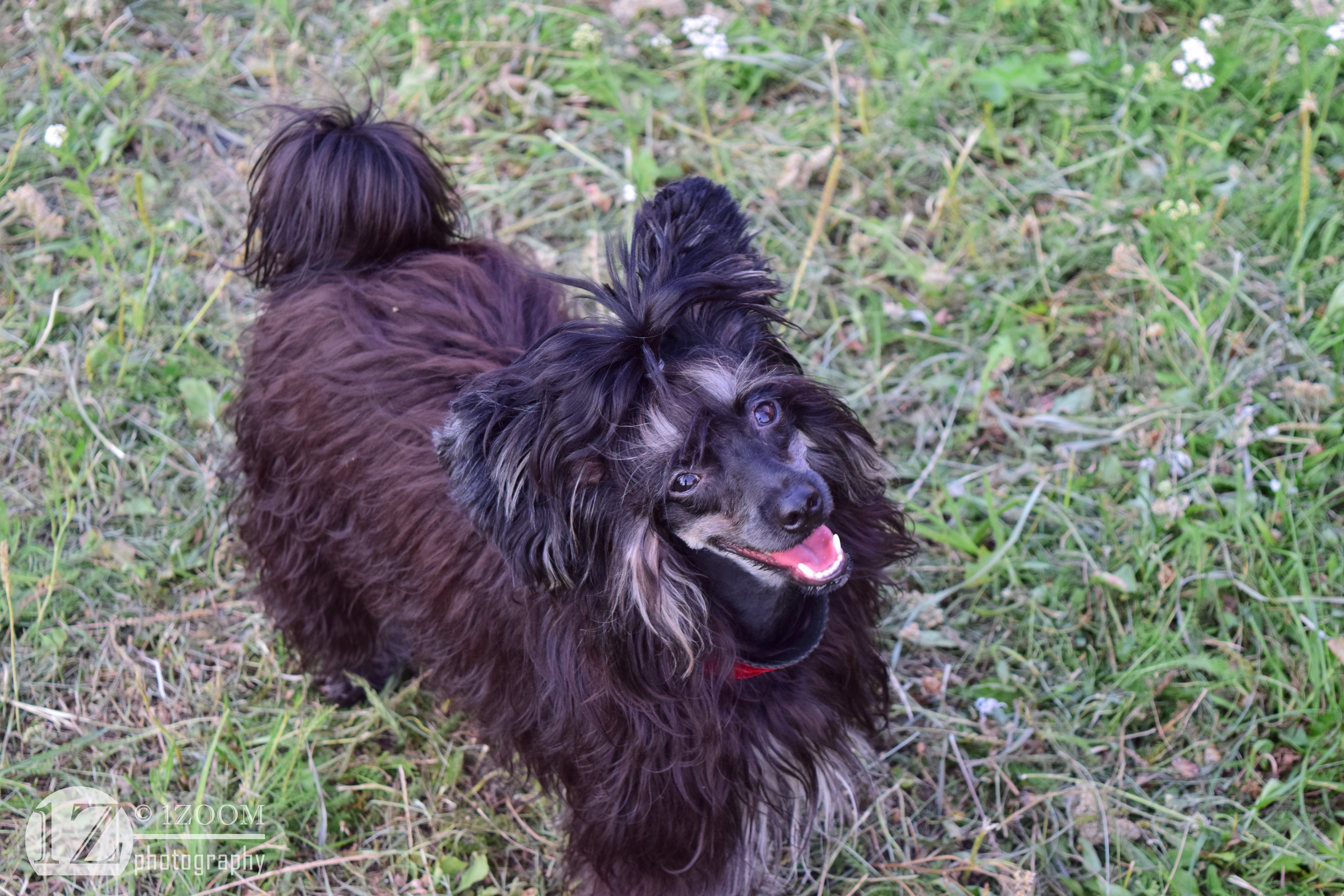 Chinese Crested dog in grass HD Wallpaper
