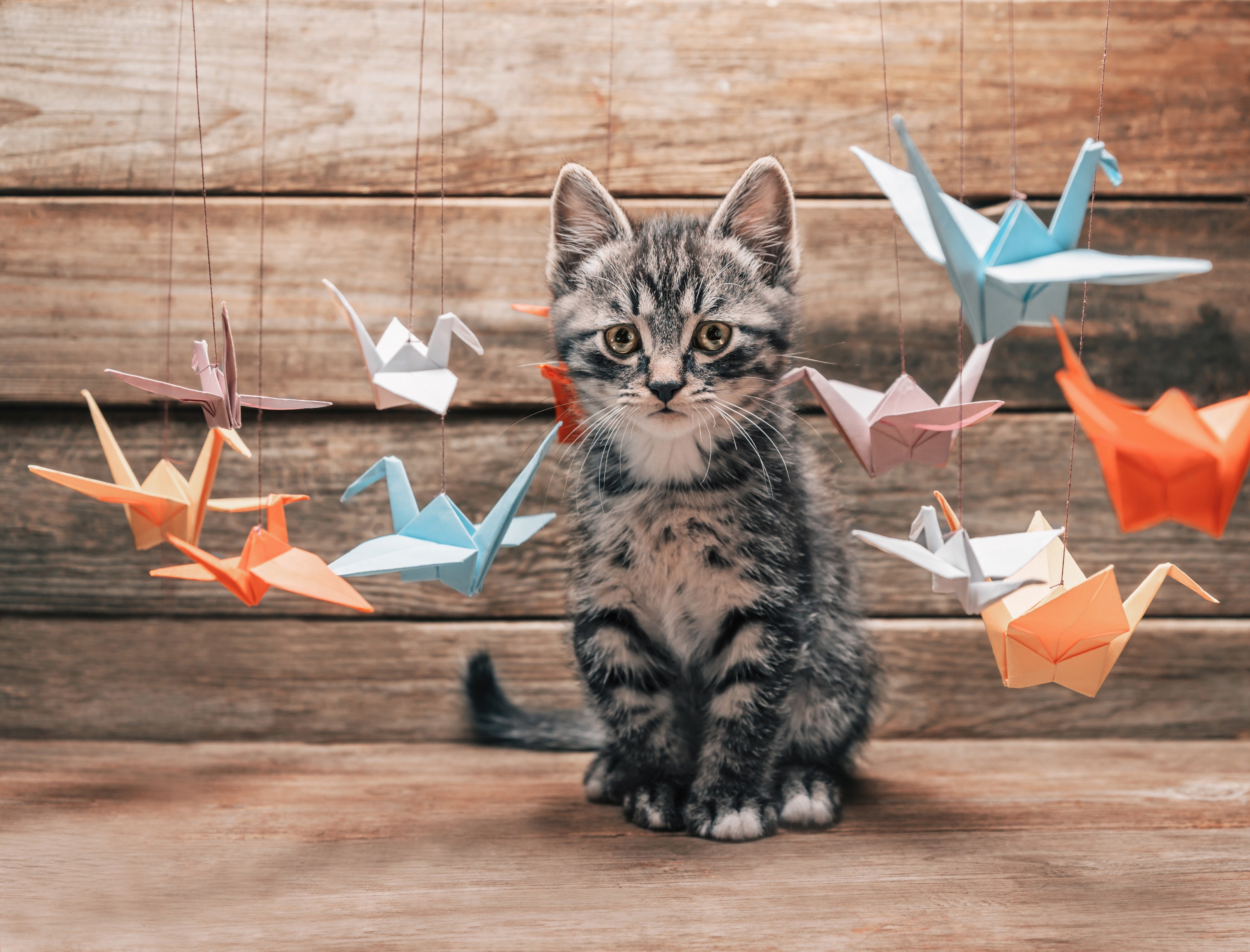 Kitten with Origami Cranes Mobile HD Wallpaper