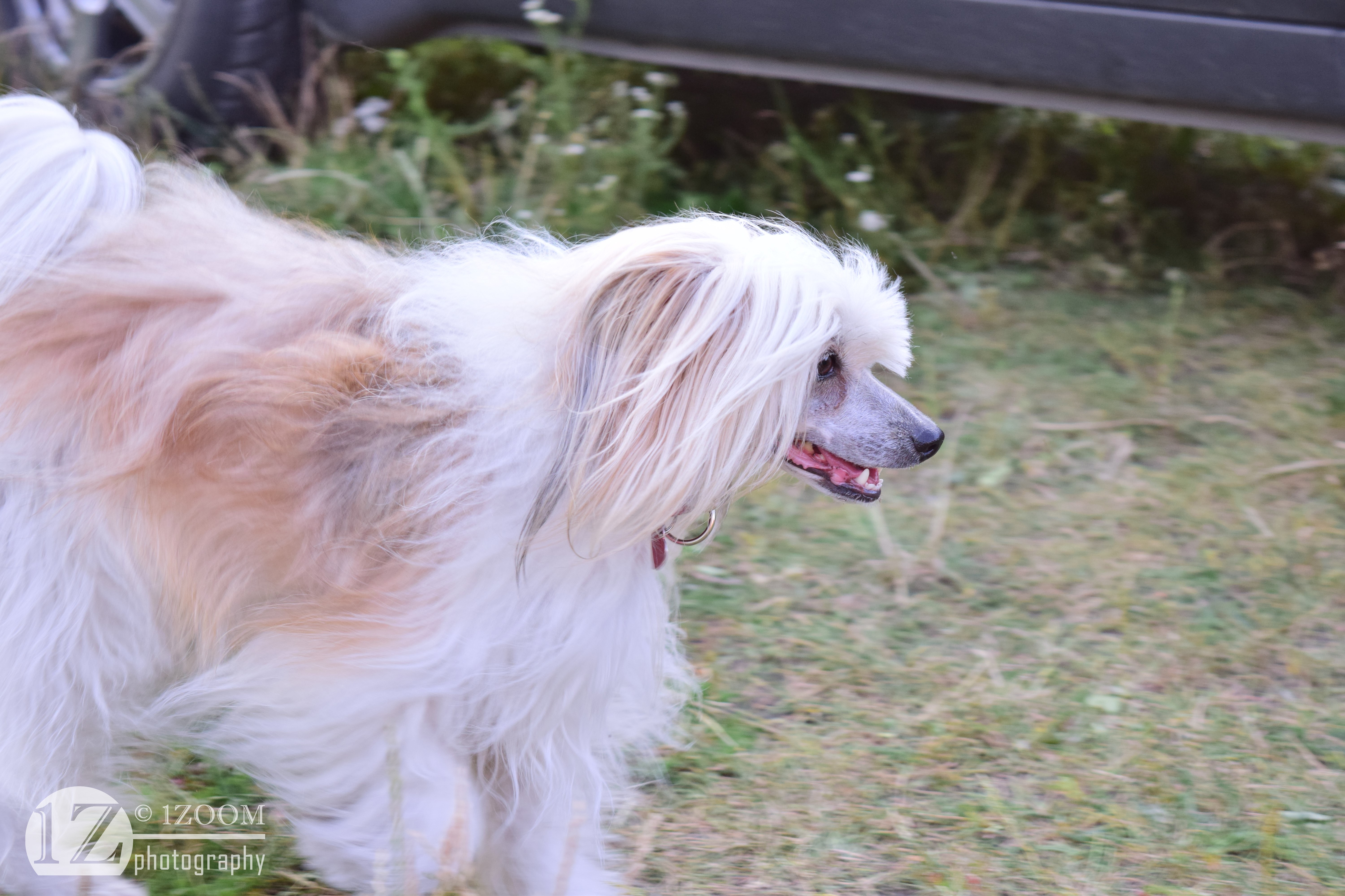 Chinese Crested Dog with 1ZOOM Photography Logo HD Wallpaper