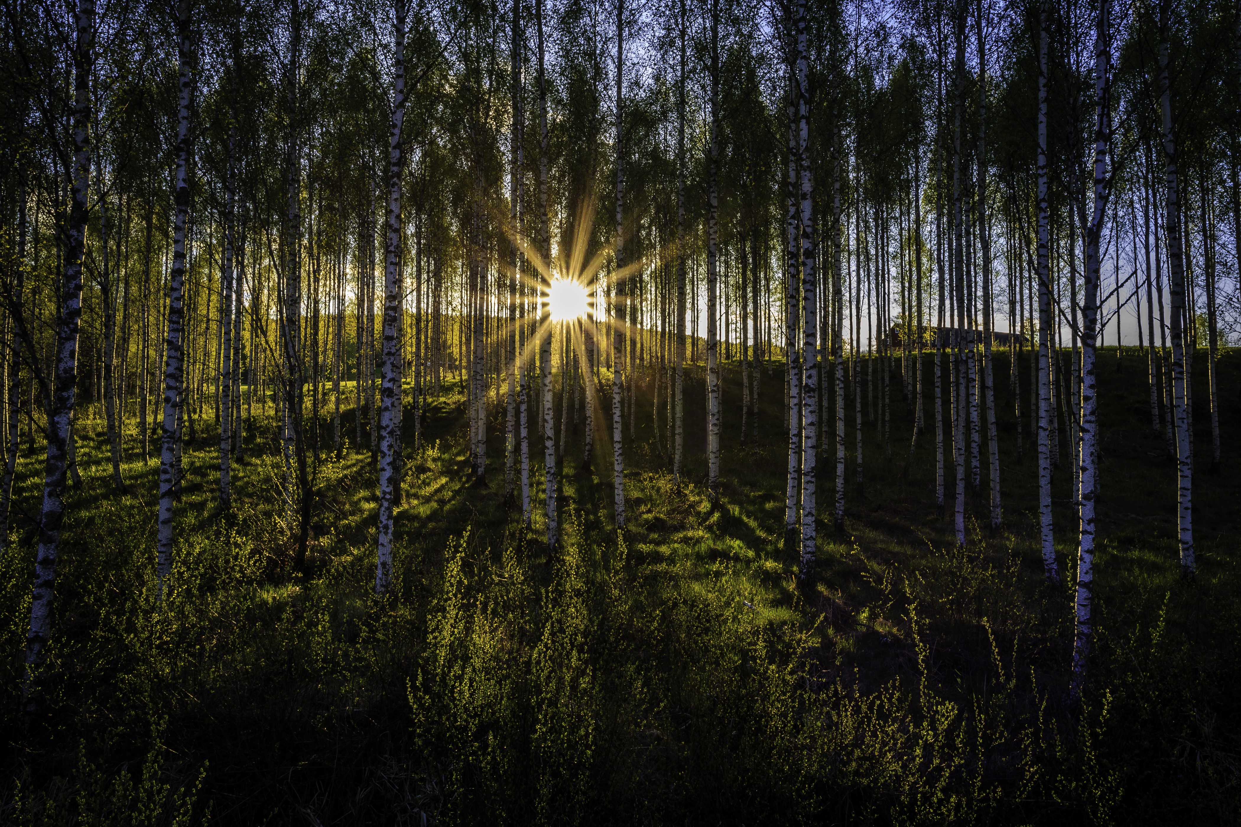 Sun Rays Shining Through Birch Trees in Forest HD Wallpaper