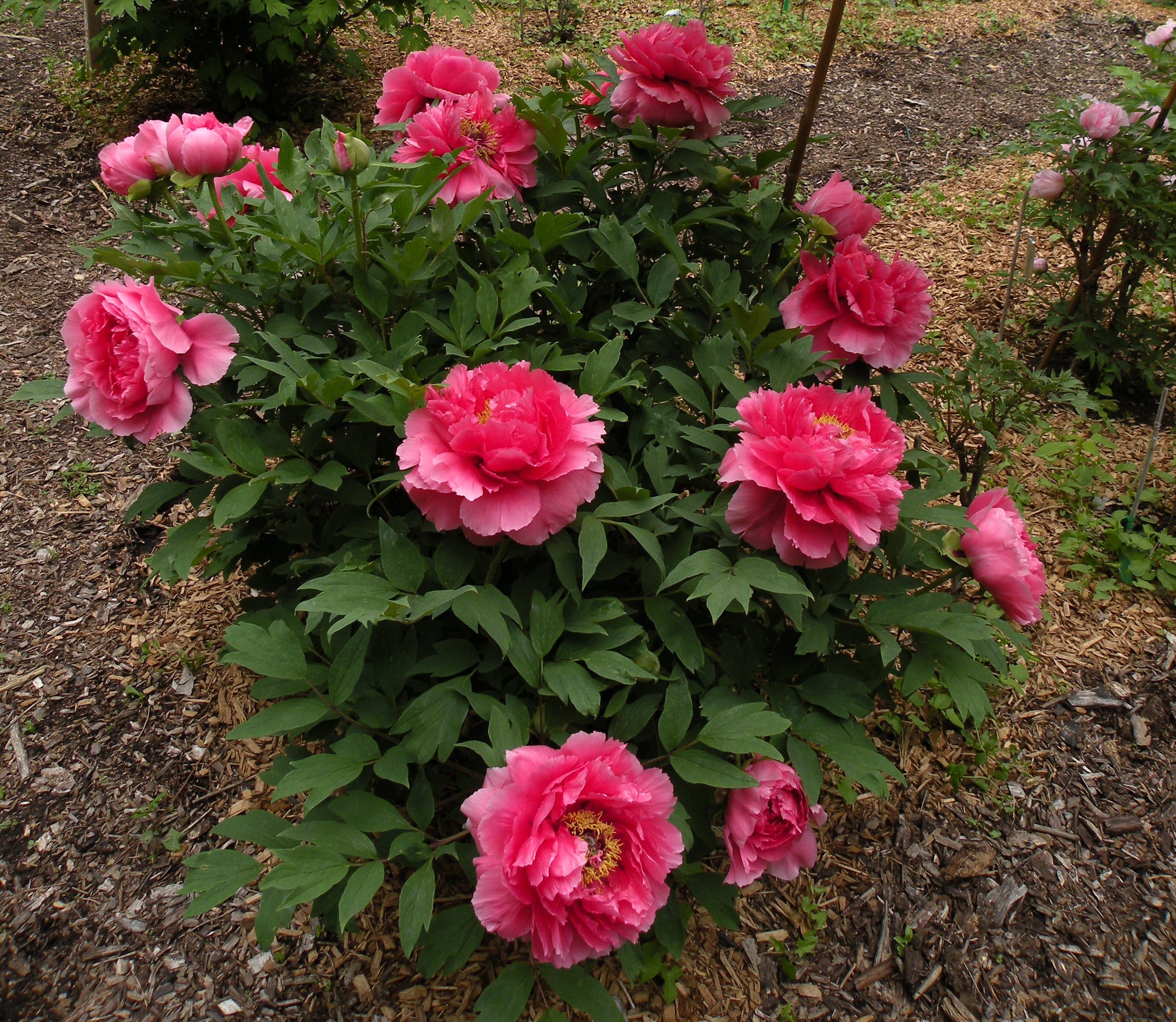 Pink Peony Bush in Bloom HD Wallpaper