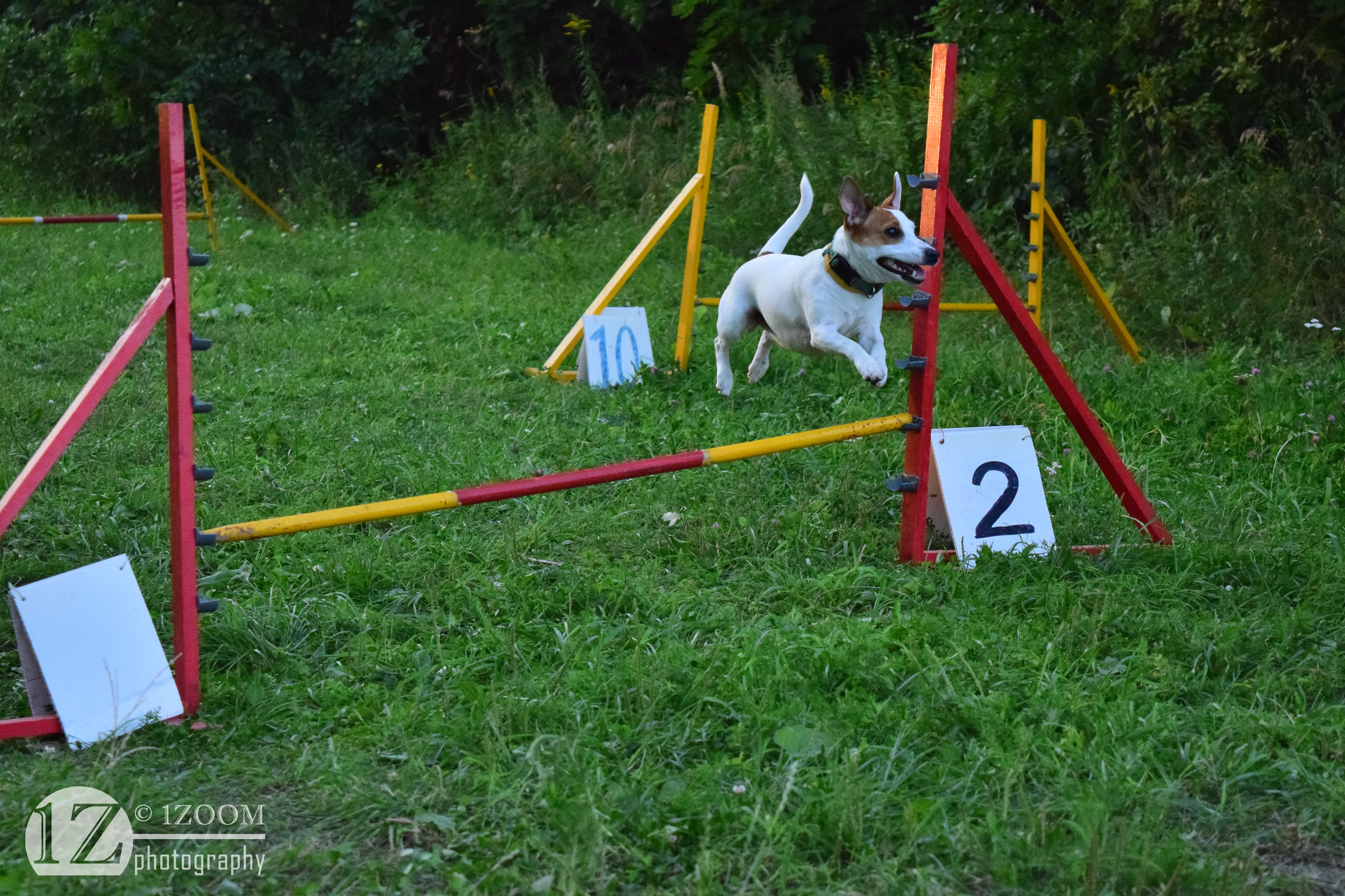 Jack Russell terrier jumping over obstacle at agility course HD Wallpaper