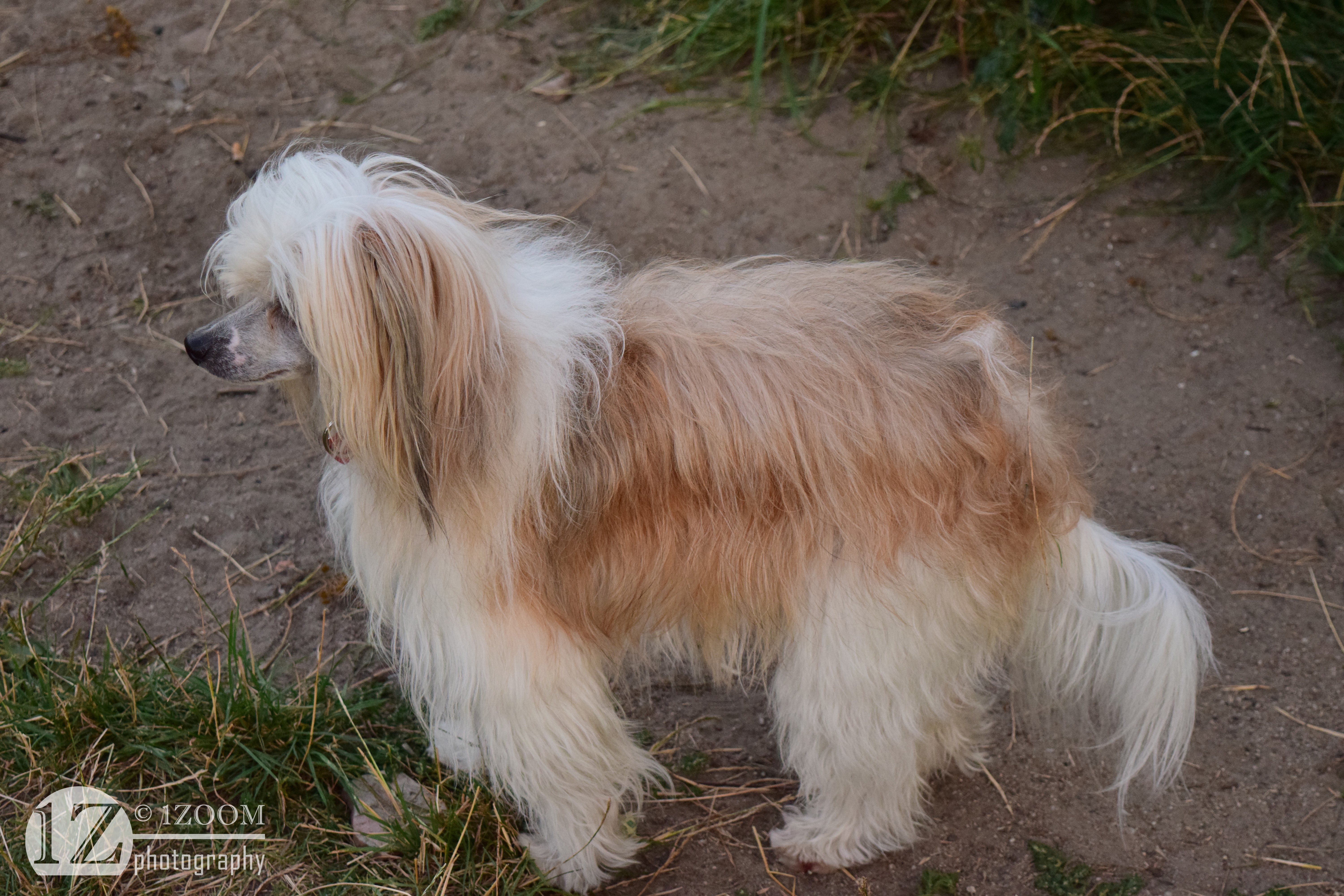 Chinese Crested dog with long hair HD Wallpaper