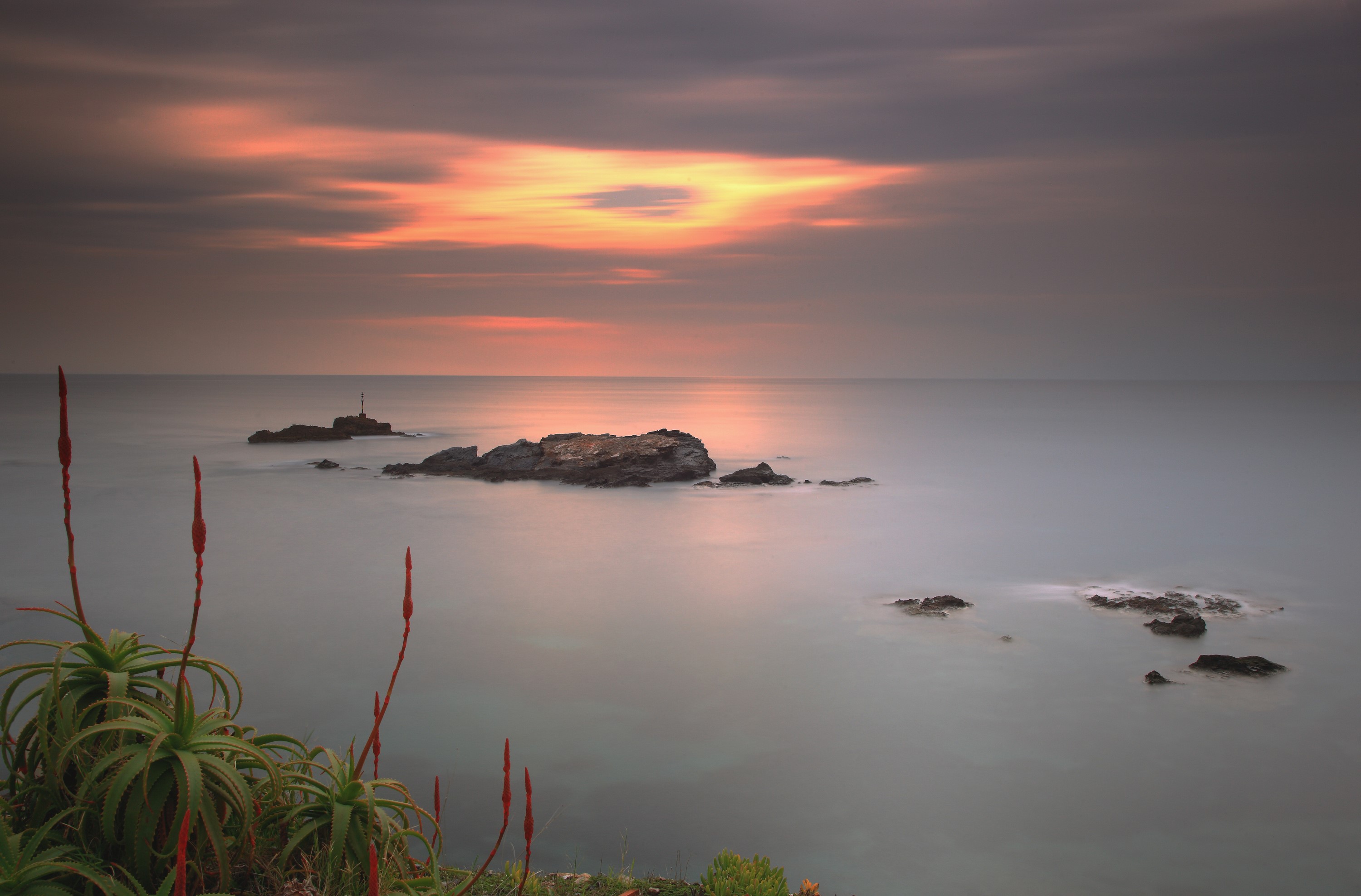 Aloe plants on a rocky coast at sunset HD Wallpaper