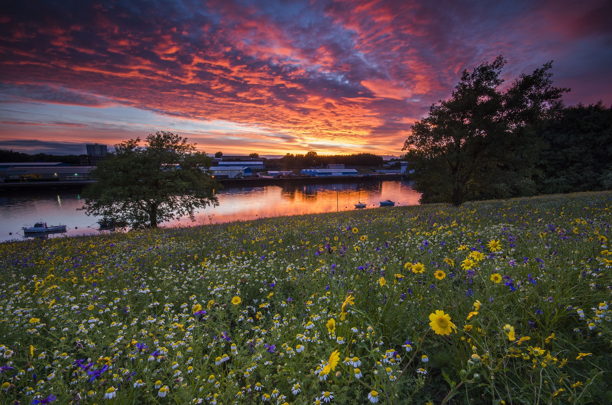 Wildflowers by the river at sunset HD Wallpaper