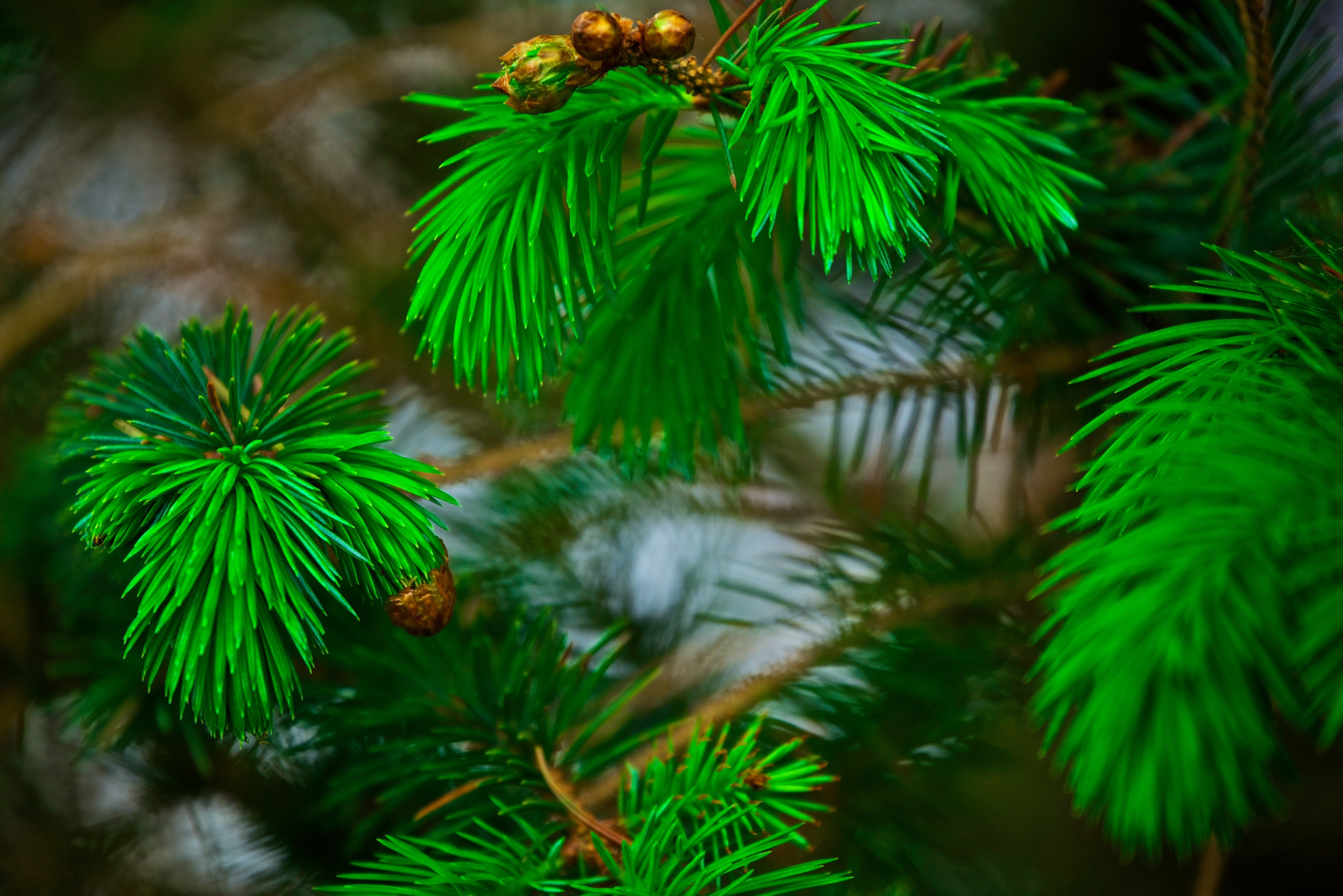 Pine branches with cones HD Wallpaper