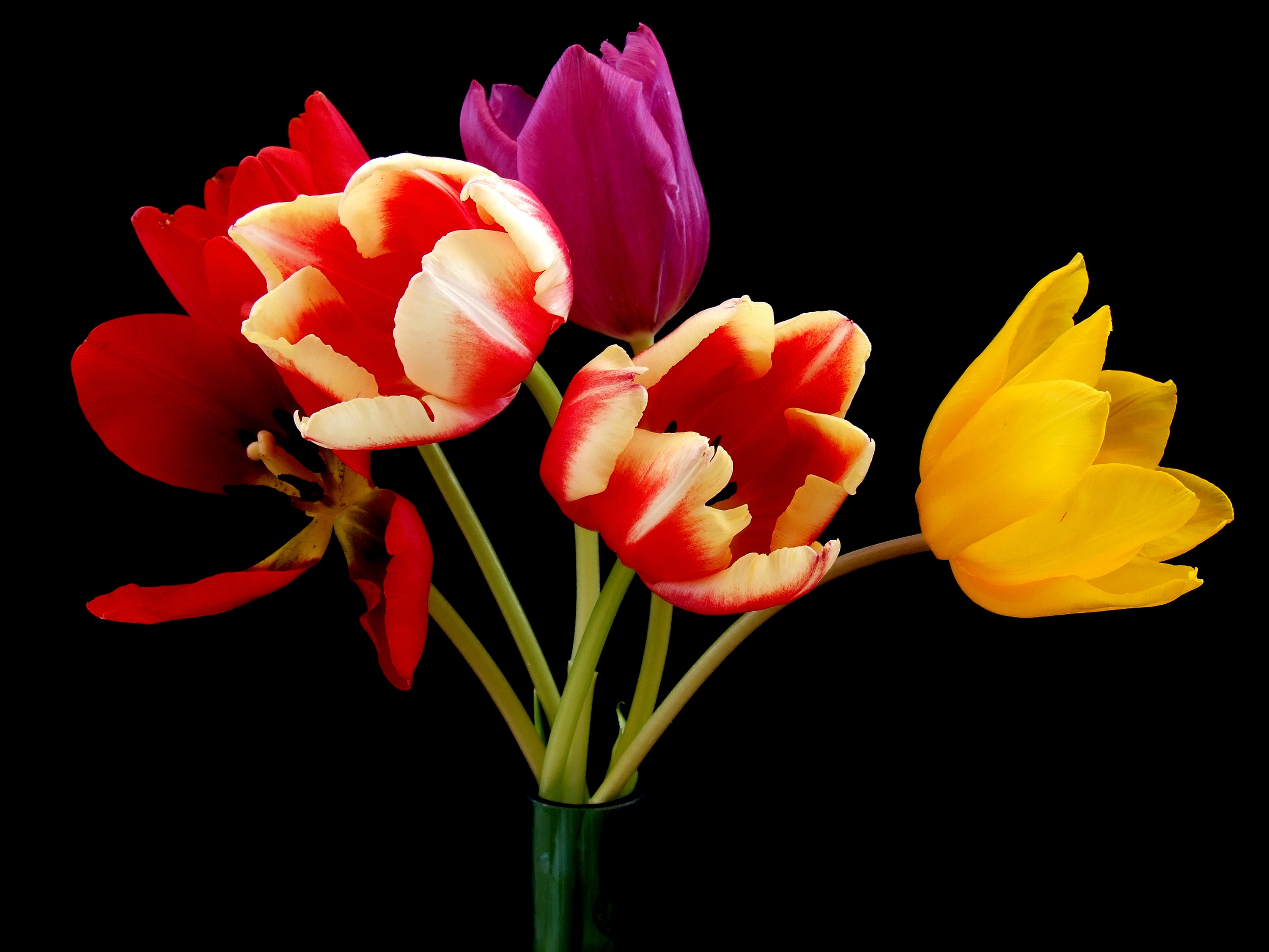 Bouquet of colorful tulips against a black background HD Wallpaper