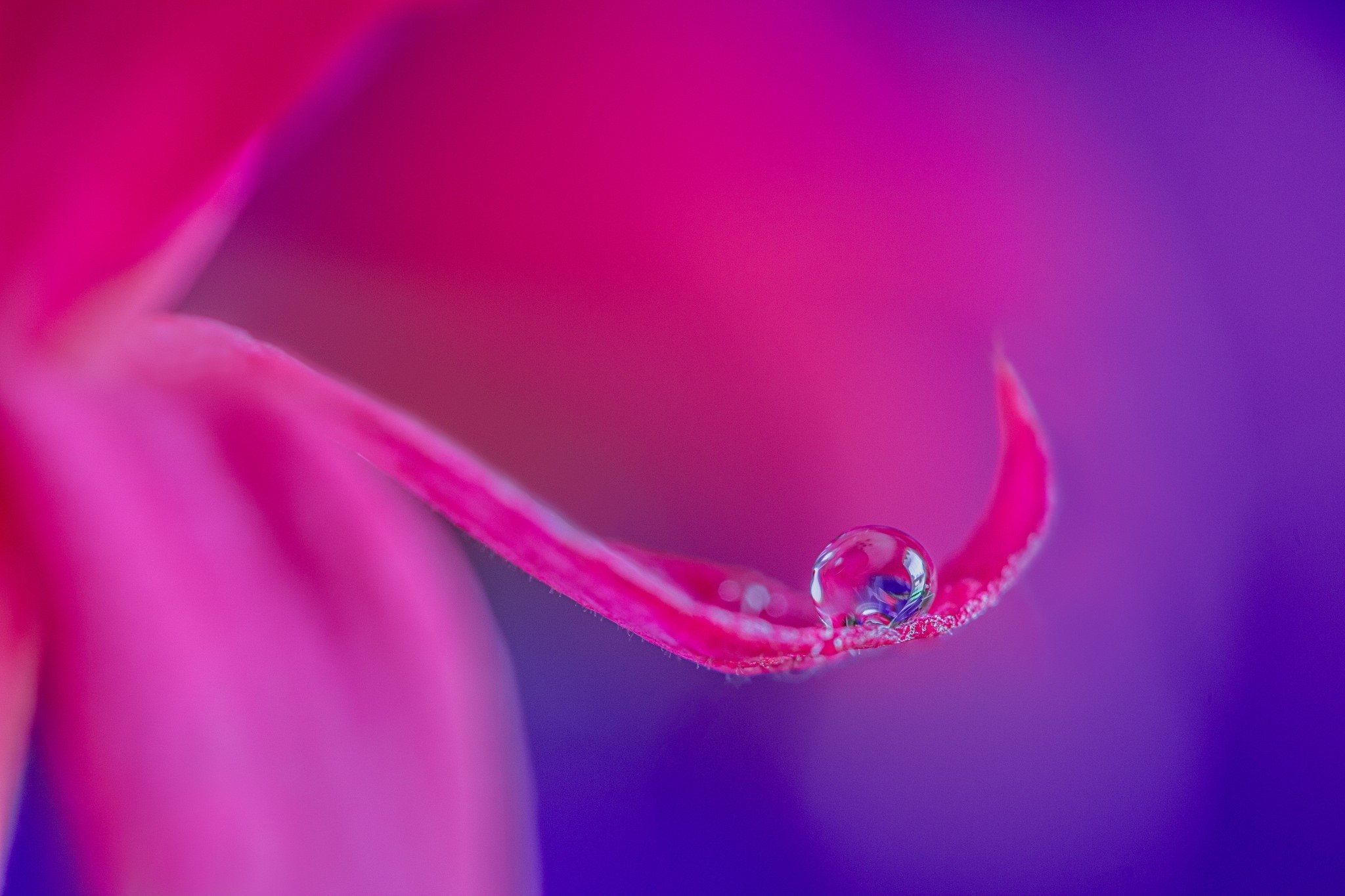 Macro shot of a water droplet on a pink flower petal HD Wallpaper