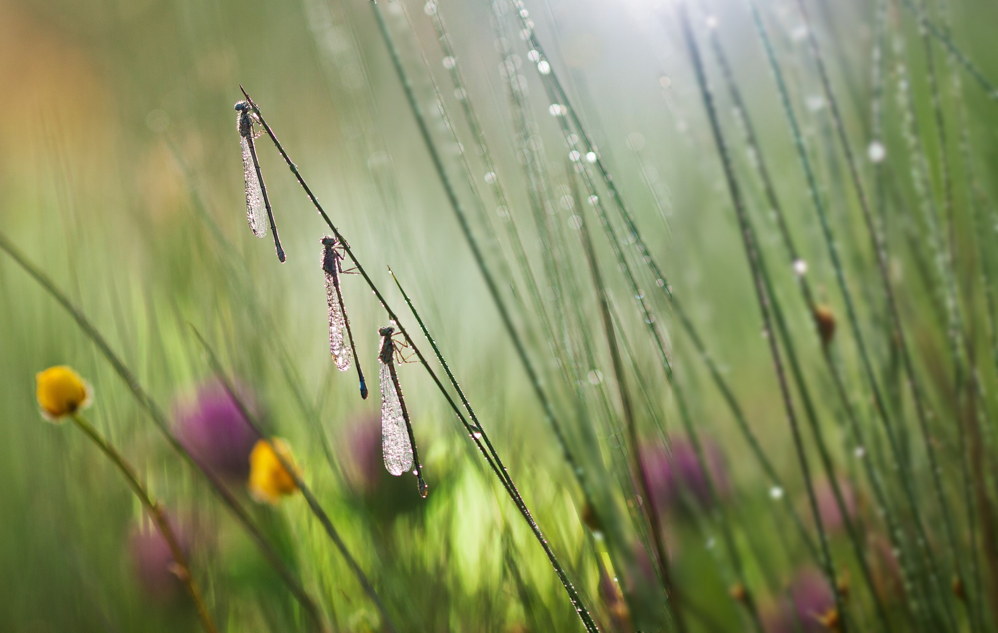 Three damselflies on a blade of grass with dew drops HD Wallpaper