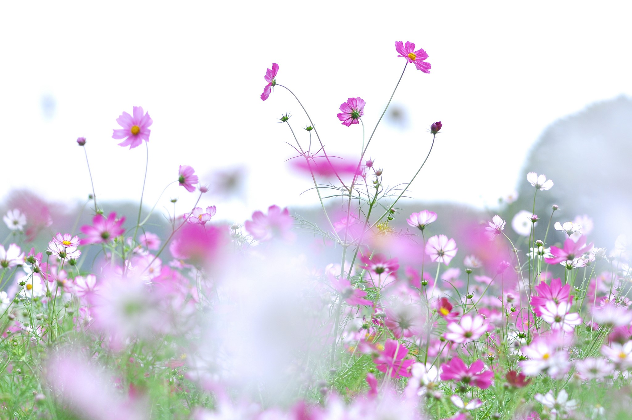 Field of pink and white cosmos flowers HD Wallpaper