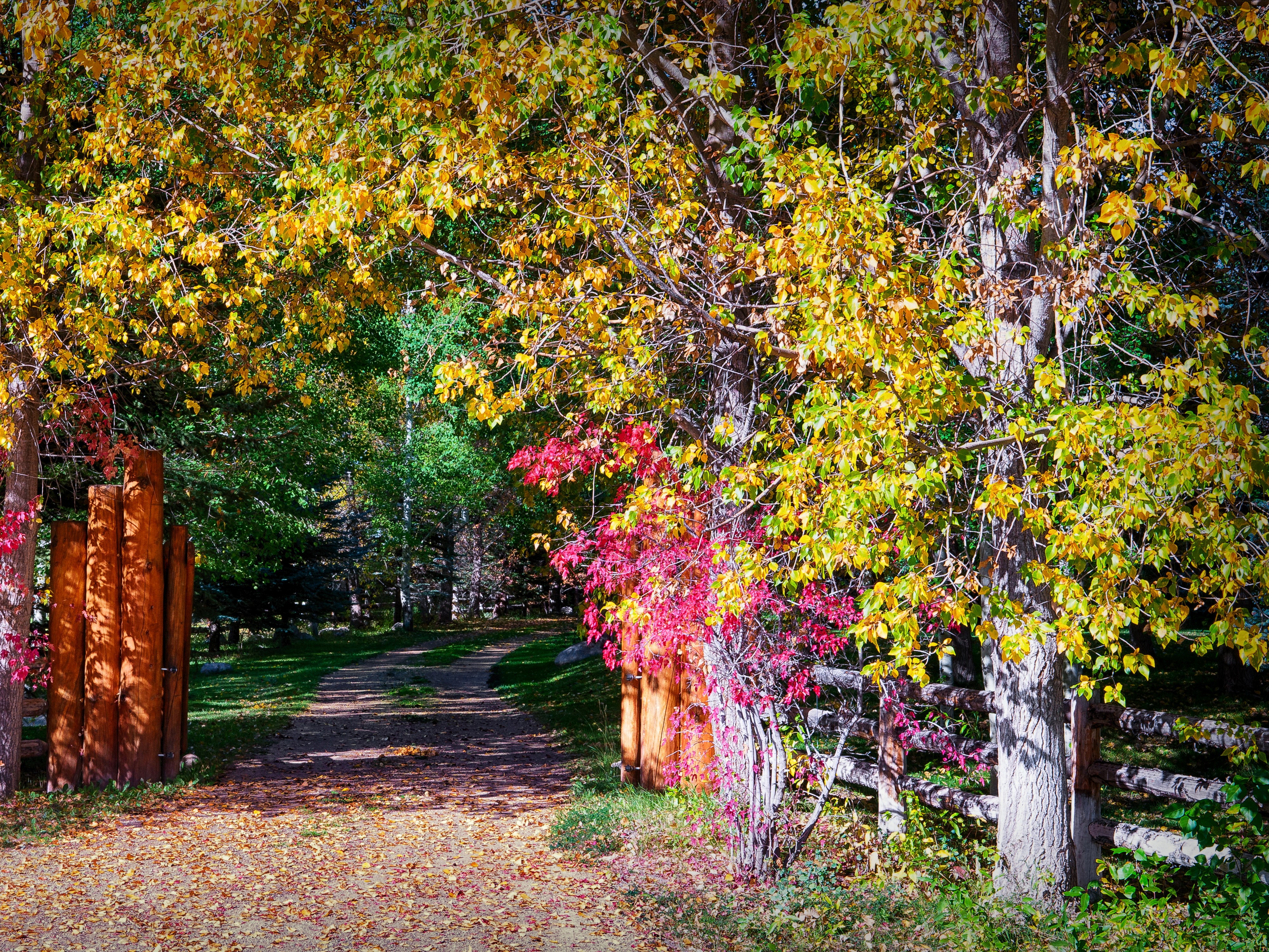 Autumn trees and path in a park HD Wallpaper