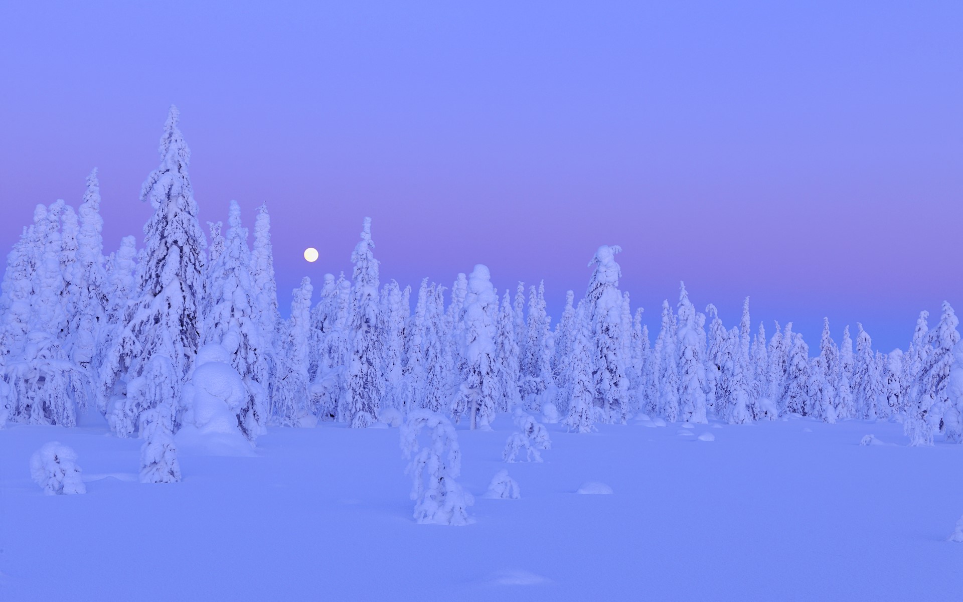 Snowy forest in Kuusamo, Finland during winter twilight HD Wallpaper