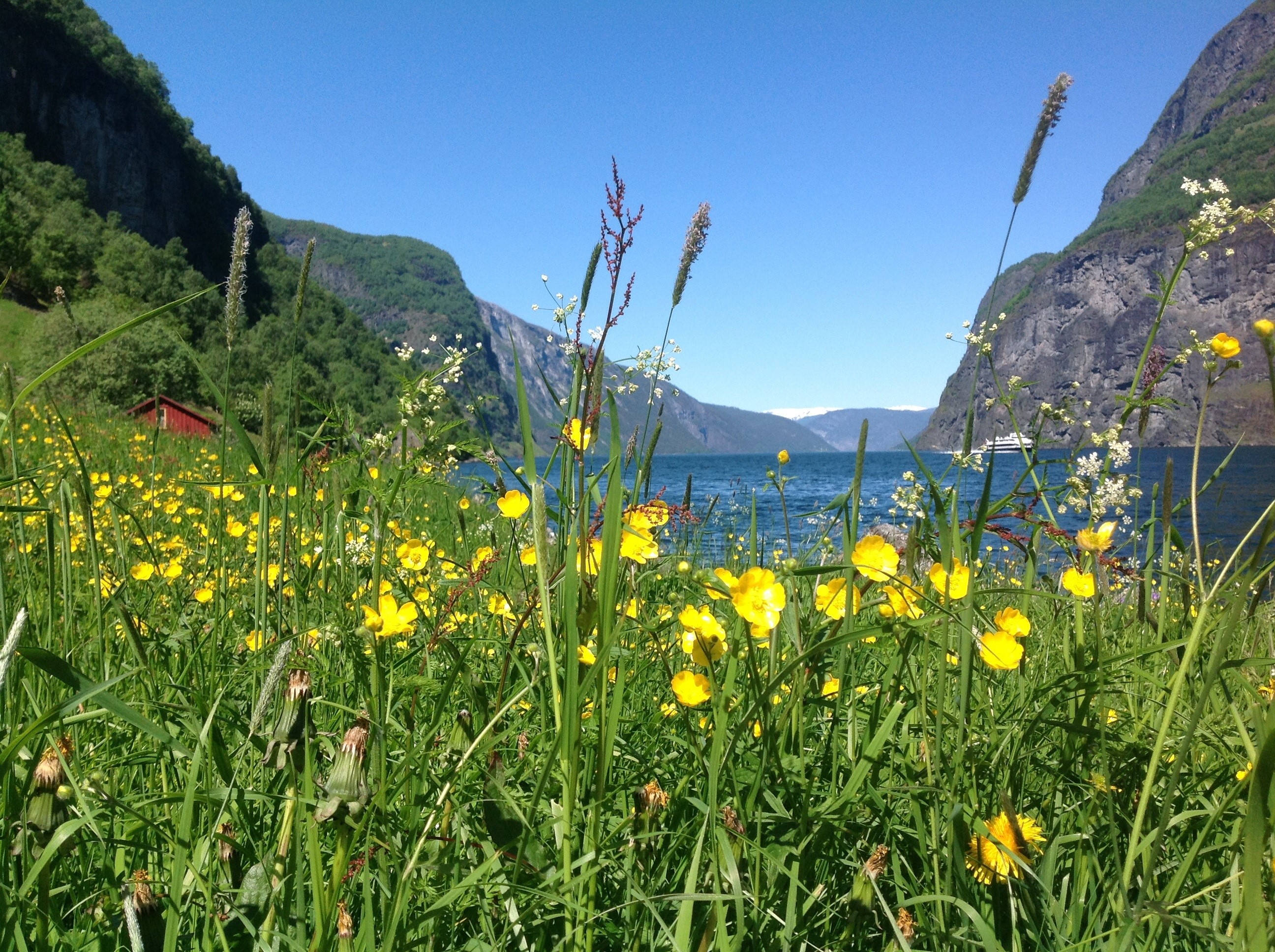 Yellow flowers and green grass by a fjord in Norway HD Wallpaper