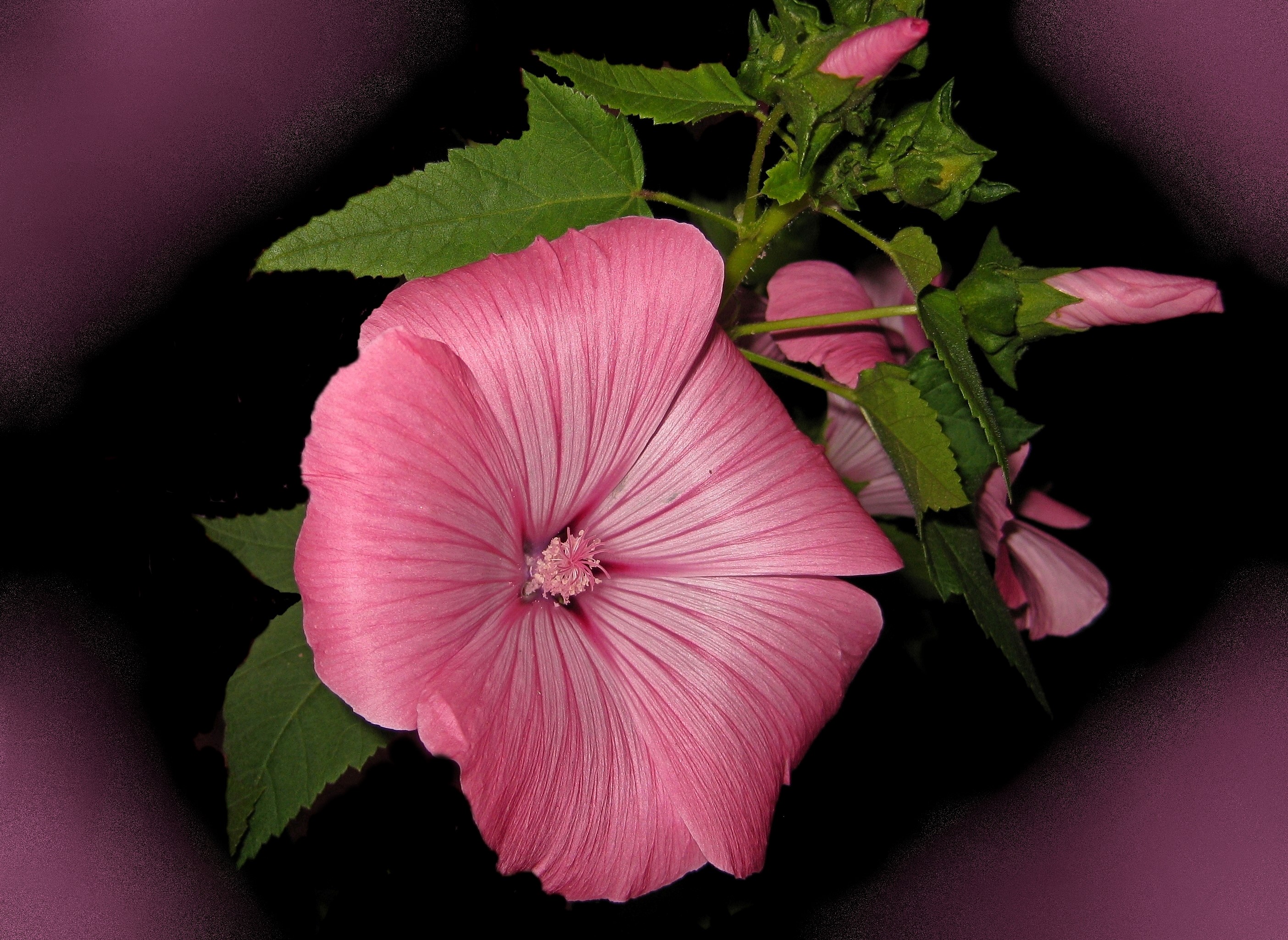 Pink Malva flower with buds HD Wallpaper