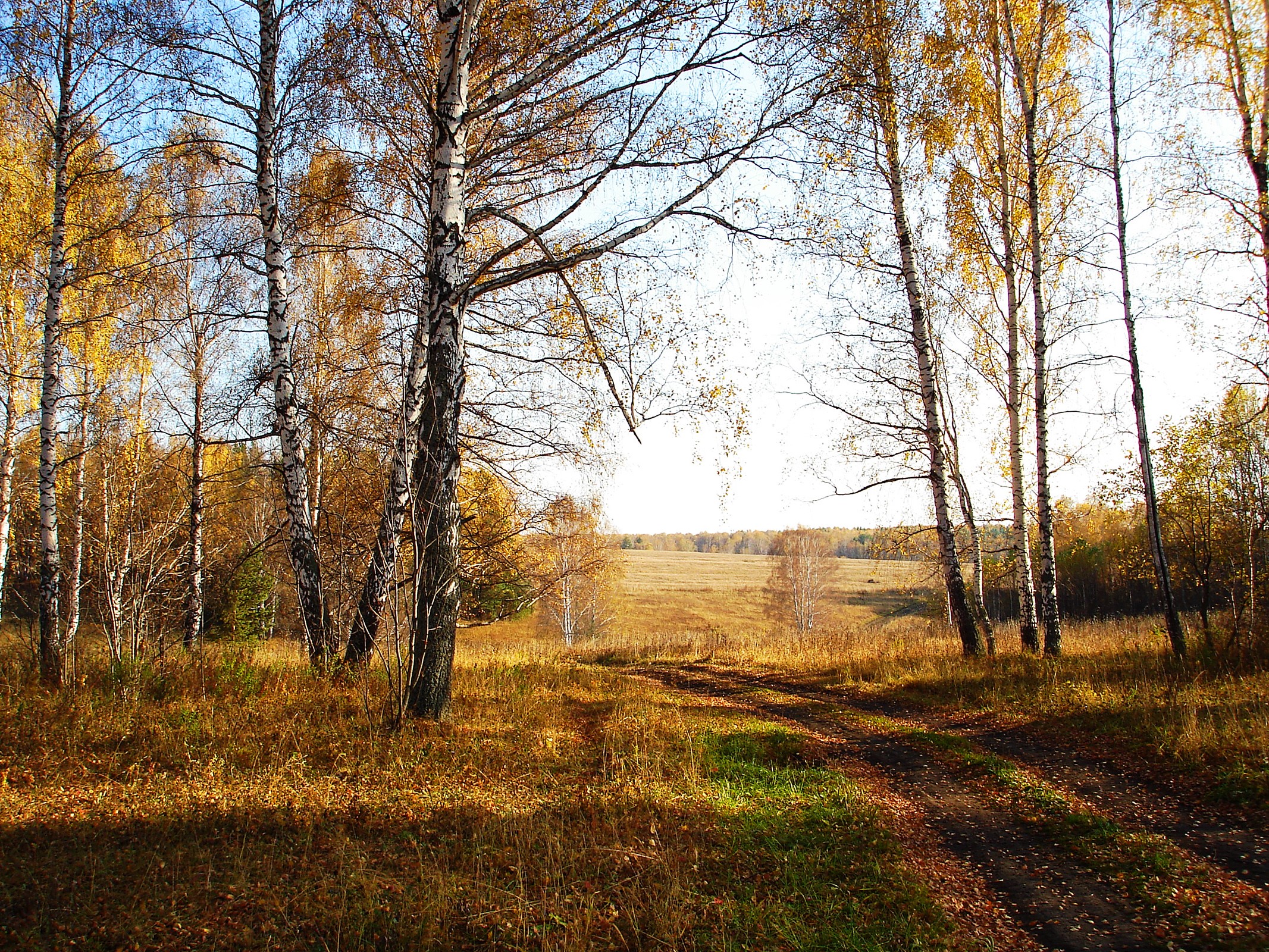 Autumn Birch Forest with a Dirt Road HD Wallpaper