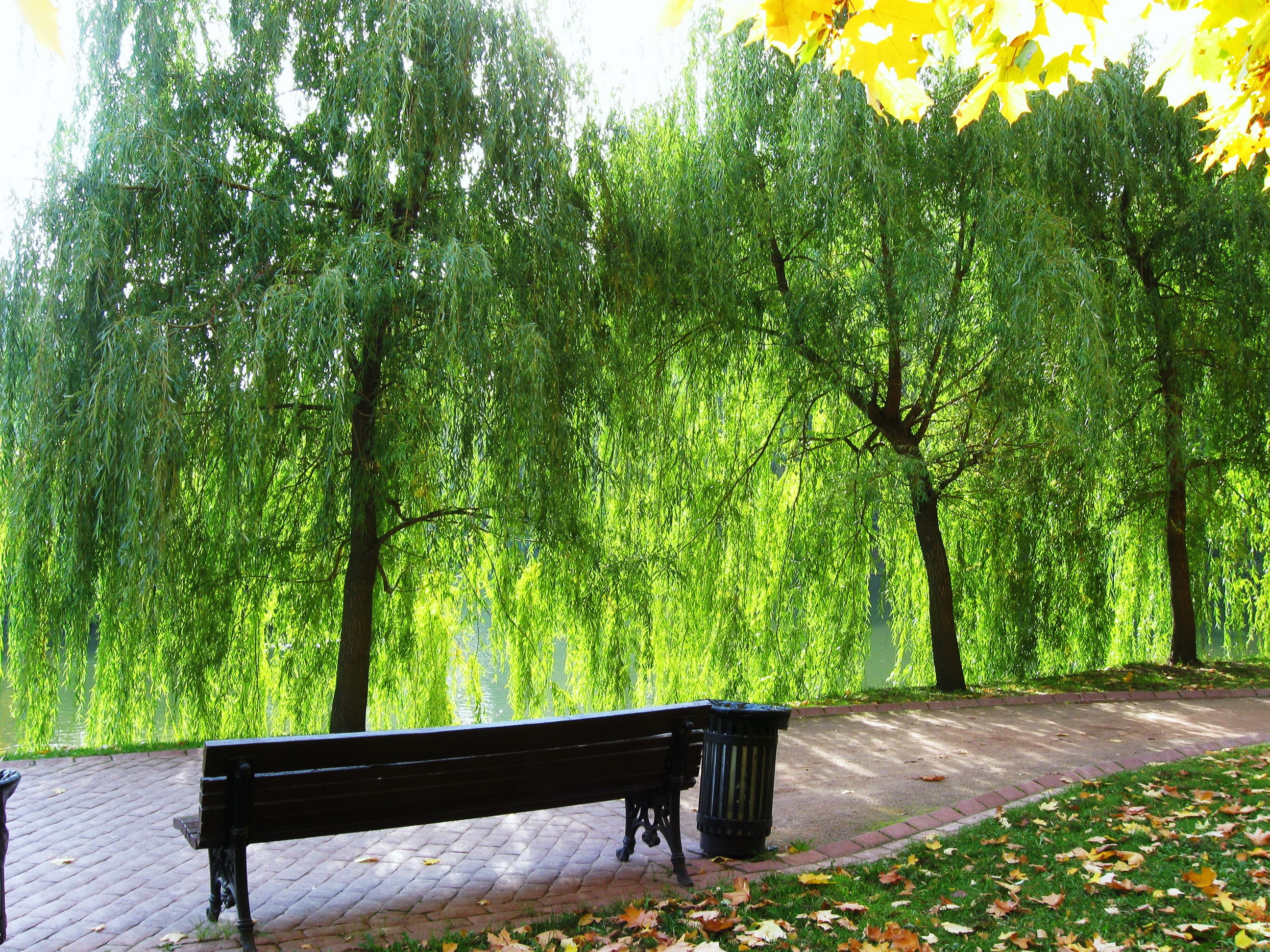 Park bench under weeping willow trees HD Wallpaper