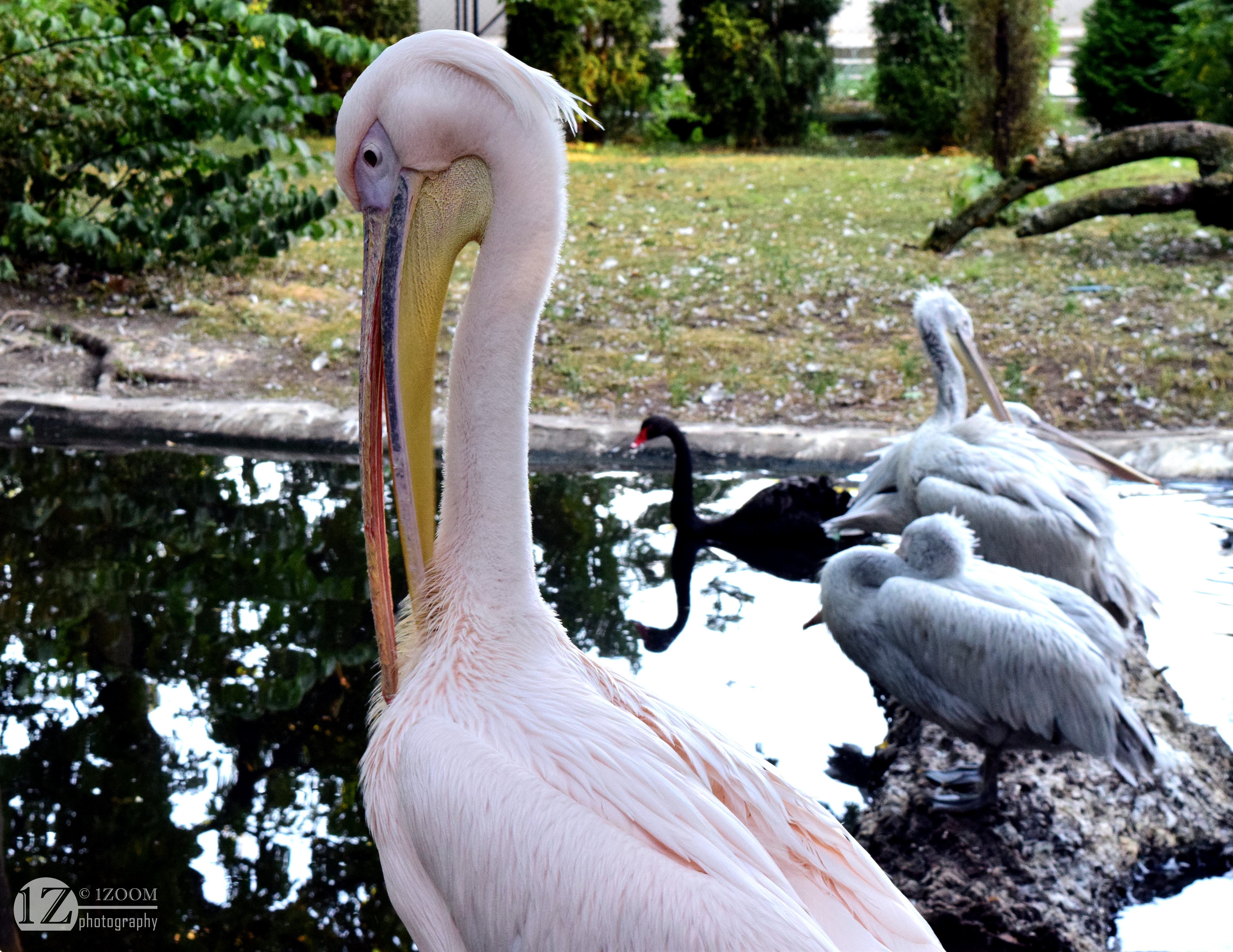 Great White Pelicans and Black Swan at the Zoo HD Wallpaper