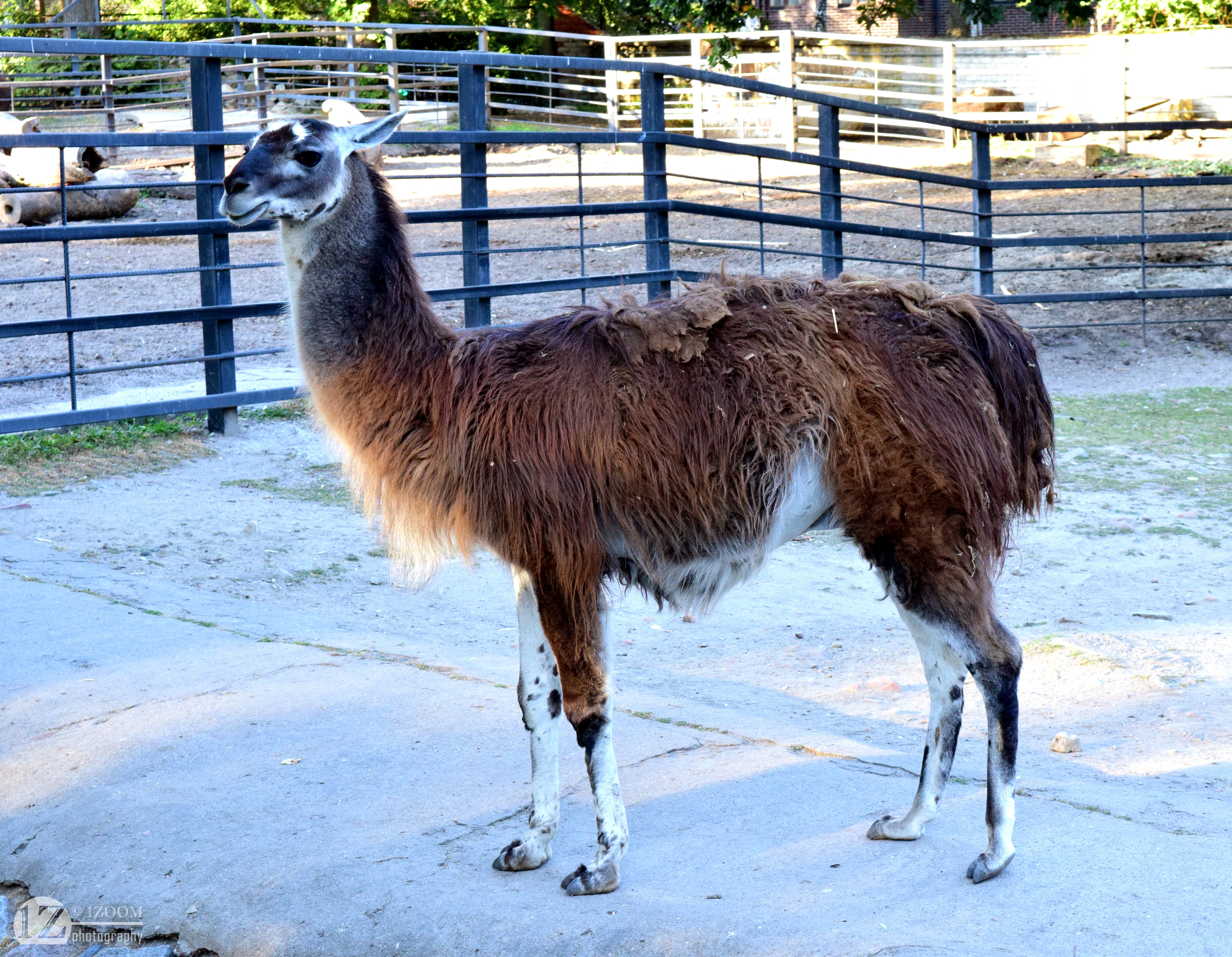 Llama in an enclosure HD Wallpaper