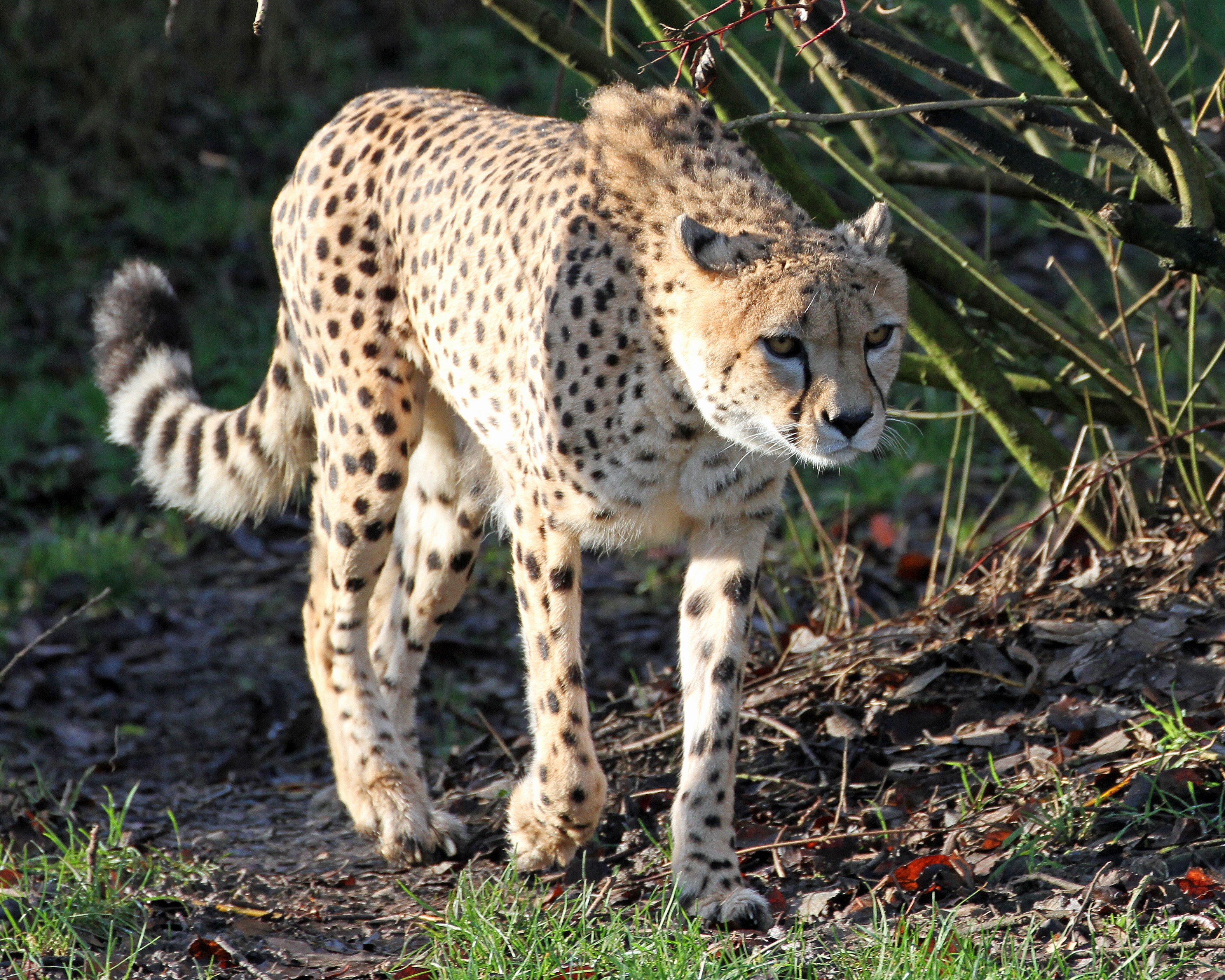 Cheetah walking in a natural habitat HD Wallpaper