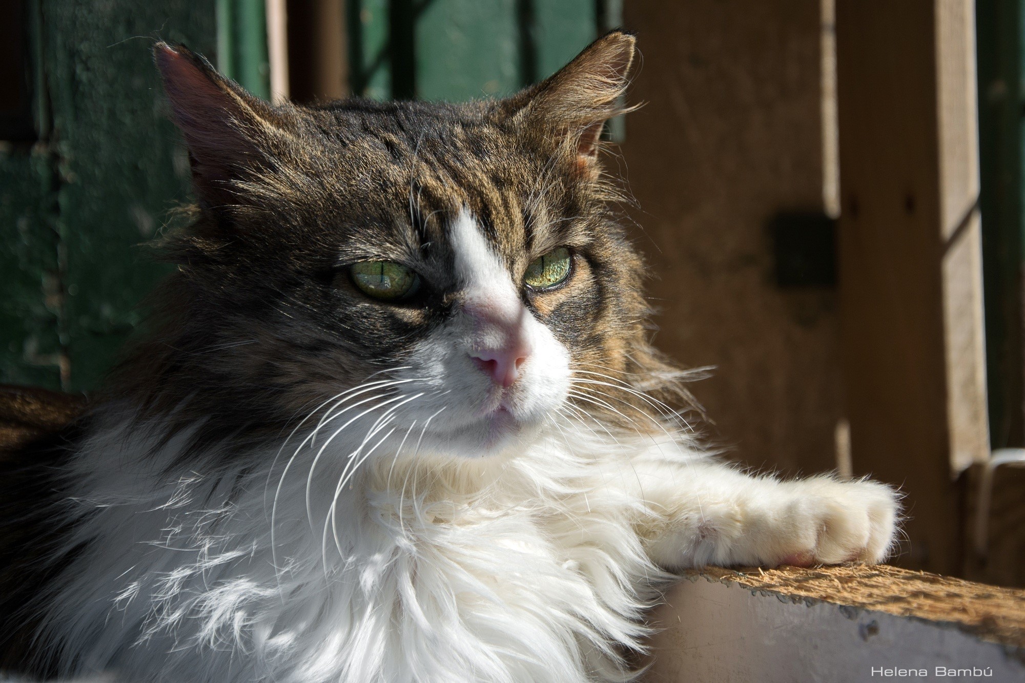 Fluffy cat with green eyes looking to the side HD Wallpaper