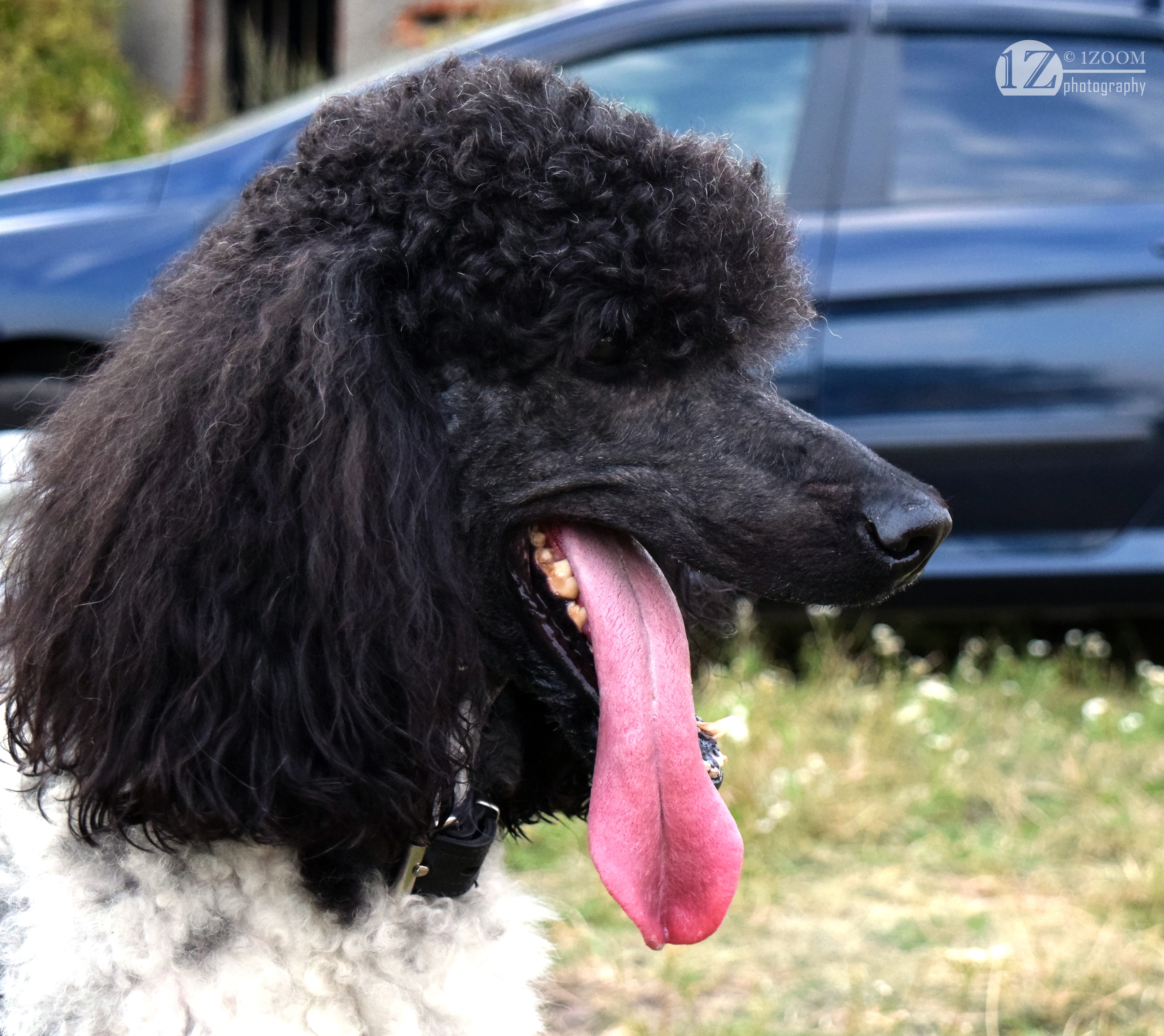Black Poodle with long tongue, 4K HD Wallpaper