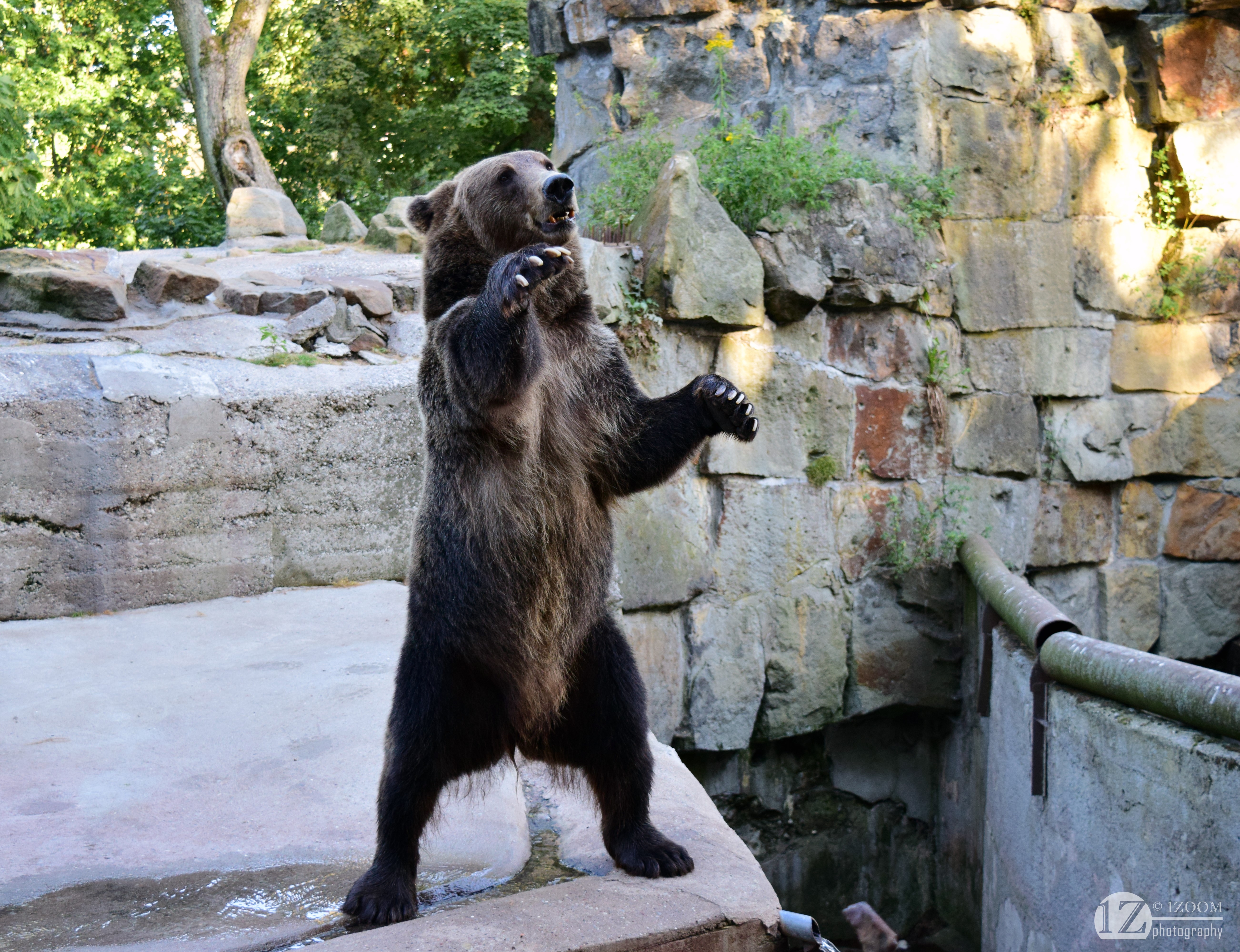 Brown Bear Standing in Zoo Enclosure HD Wallpaper