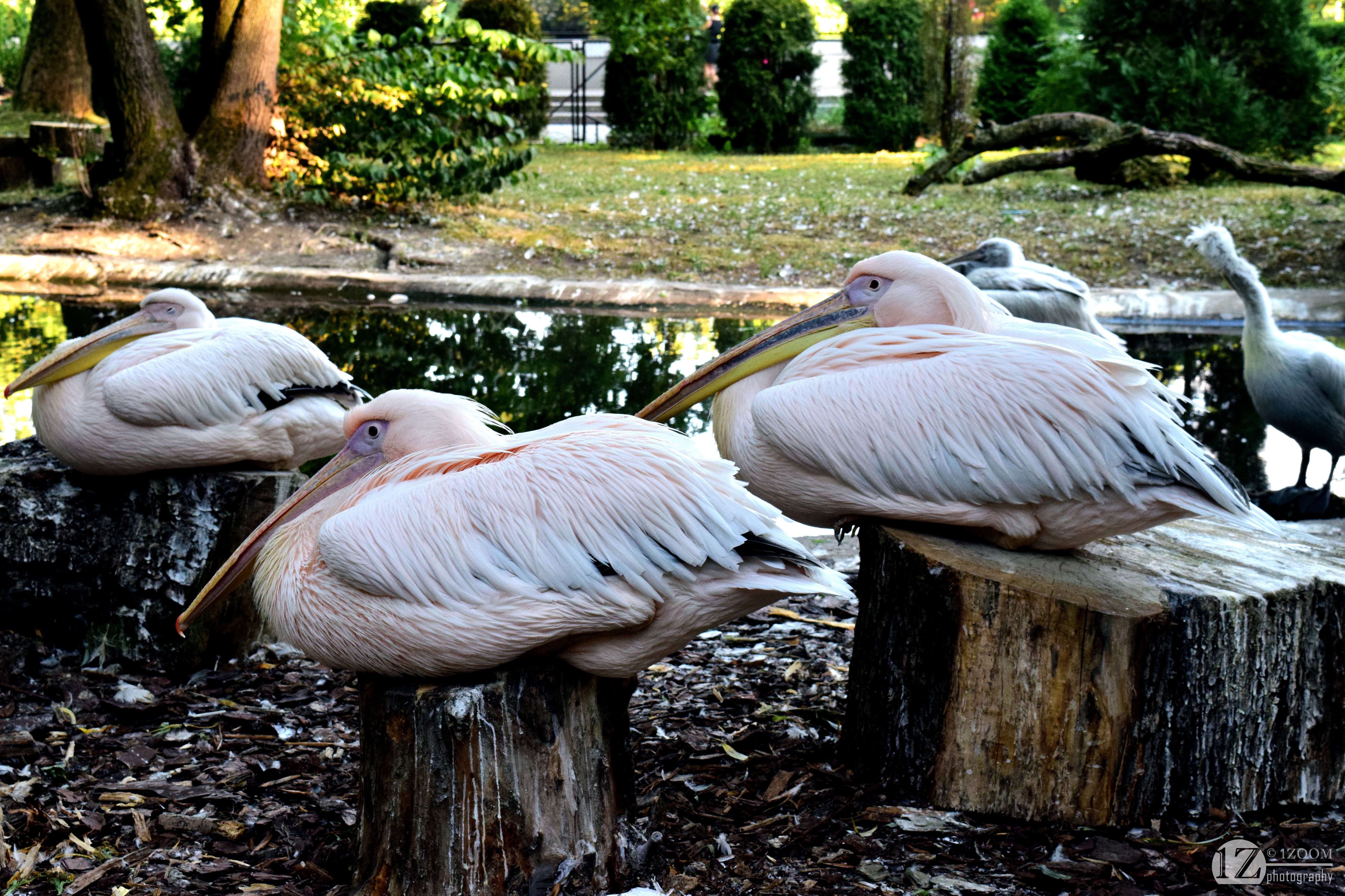 Great White Pelicans on Tree Stumps HD Wallpaper