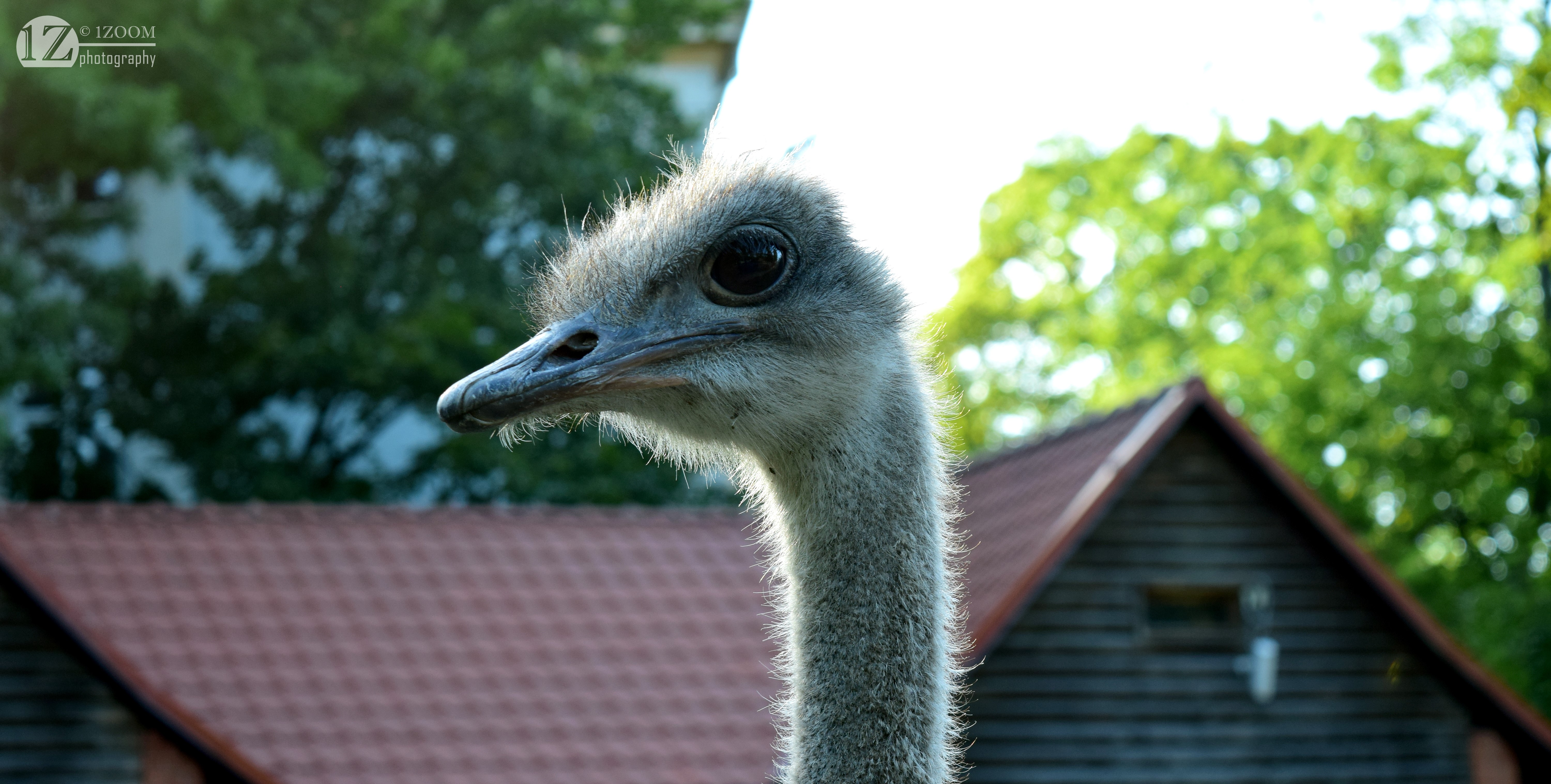 Ostrich head close-up with building and trees HD Wallpaper