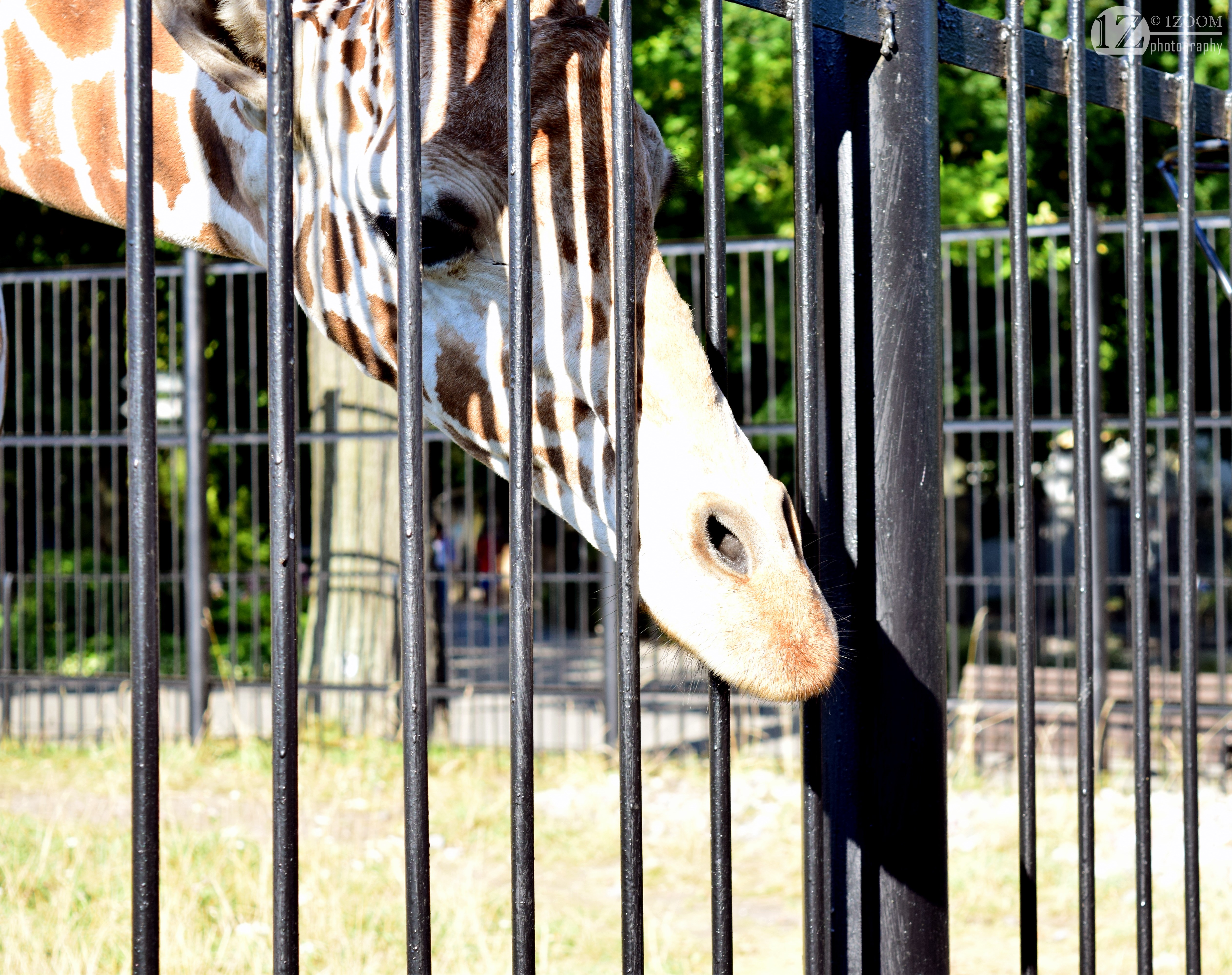 Giraffe behind a fence at the zoo HD Wallpaper