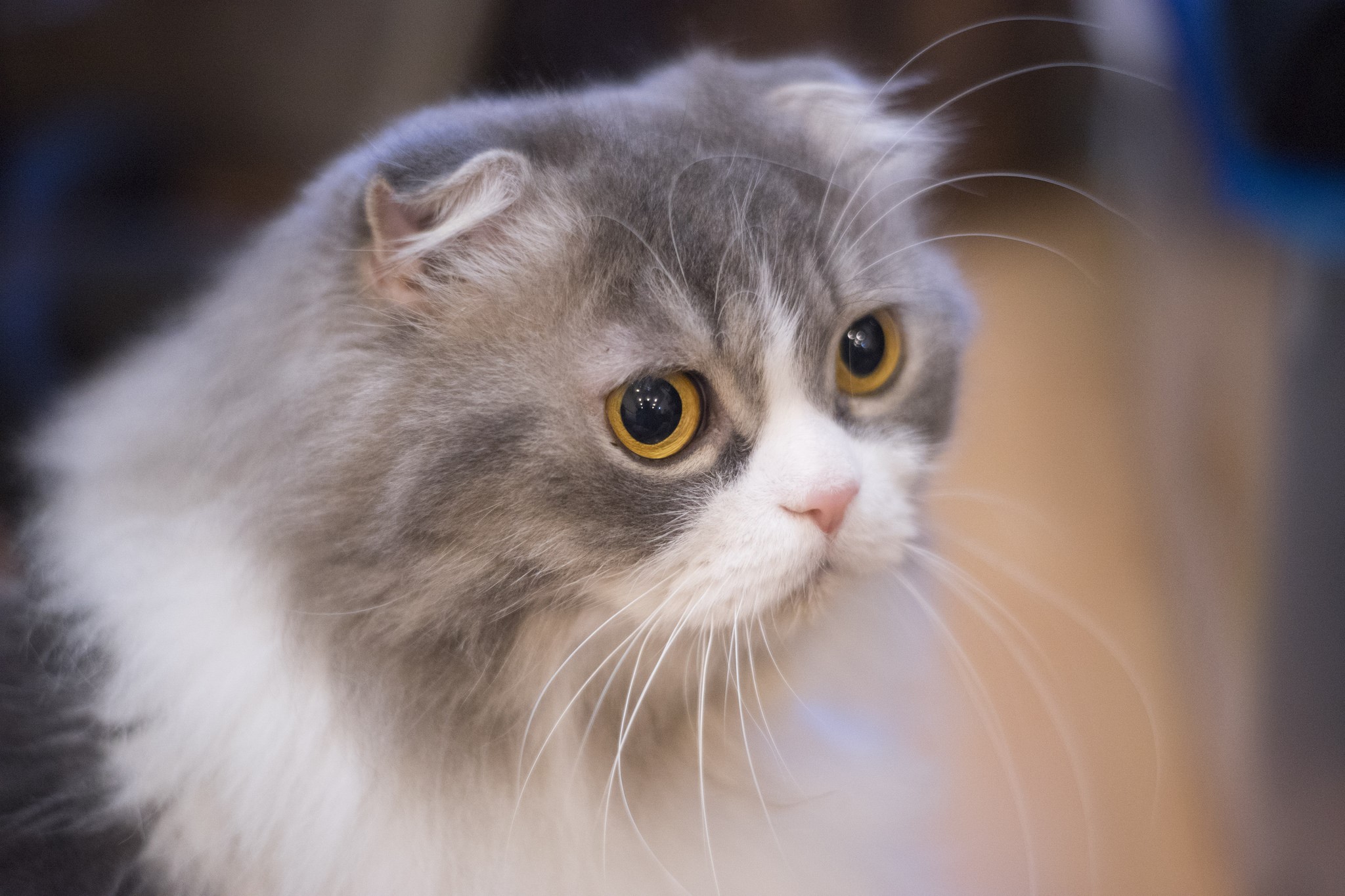 Scottish Fold cat with gray and white fur HD Wallpaper