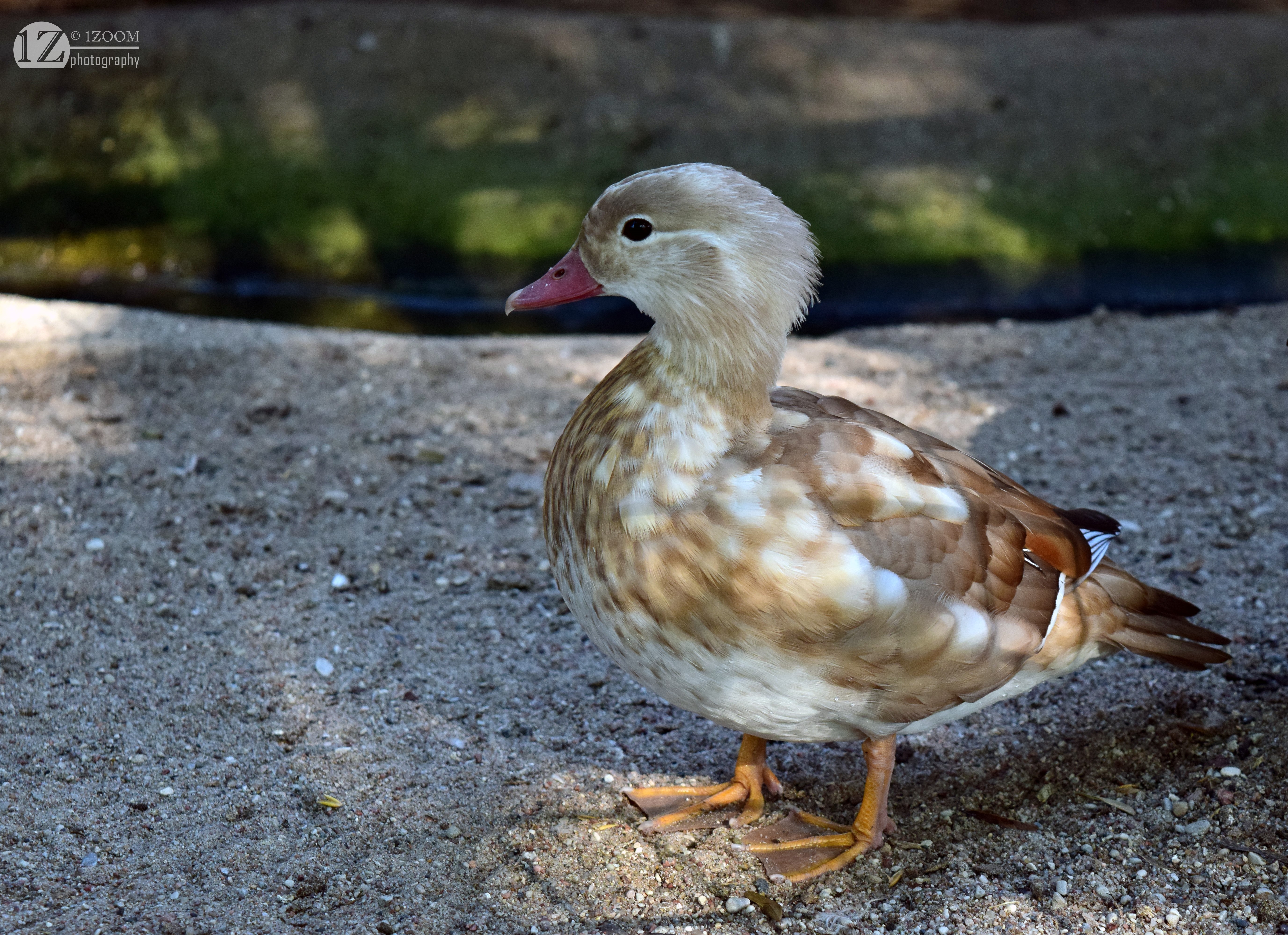 Wood duck standing on sand near water HD Wallpaper