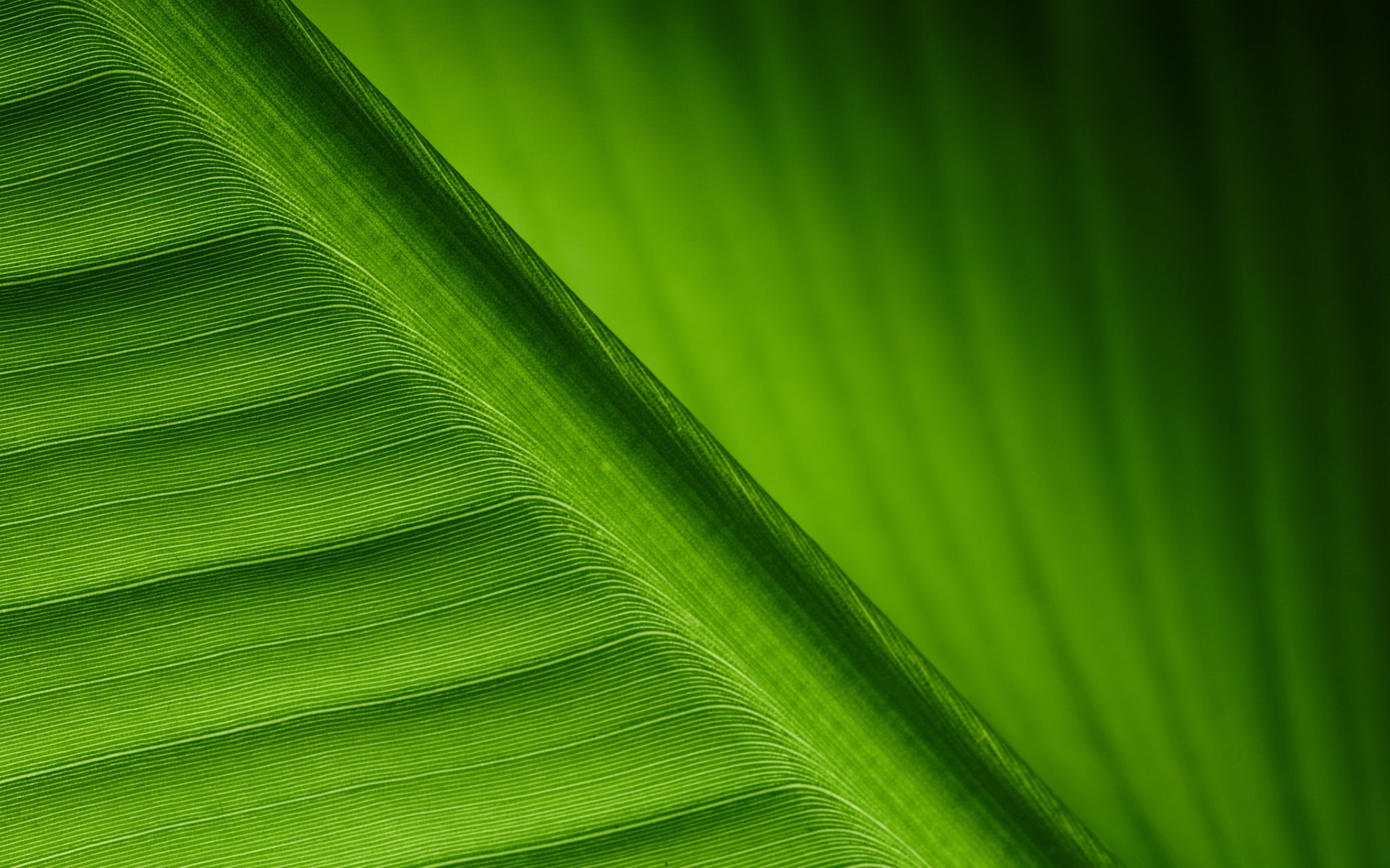 Close-up of a green leaf texture HD Wallpaper