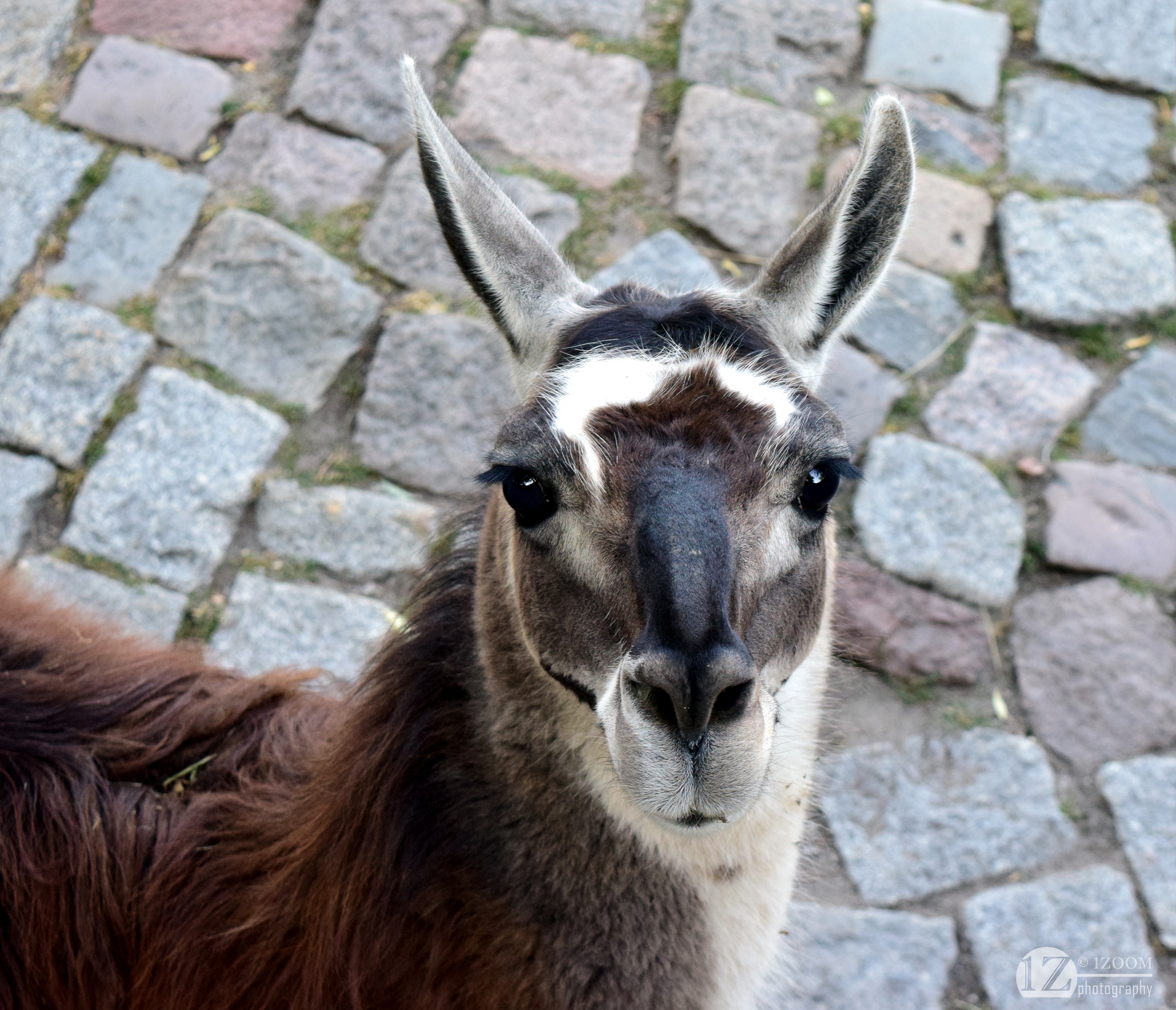 Llama looking at the camera HD Wallpaper