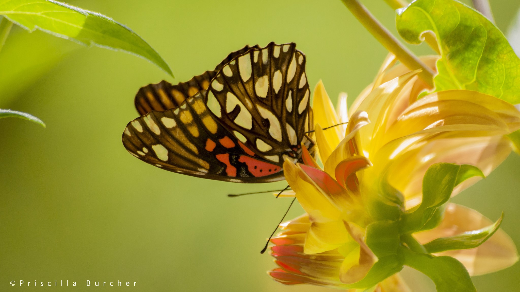 Butterfly on a yellow flower HD Wallpaper