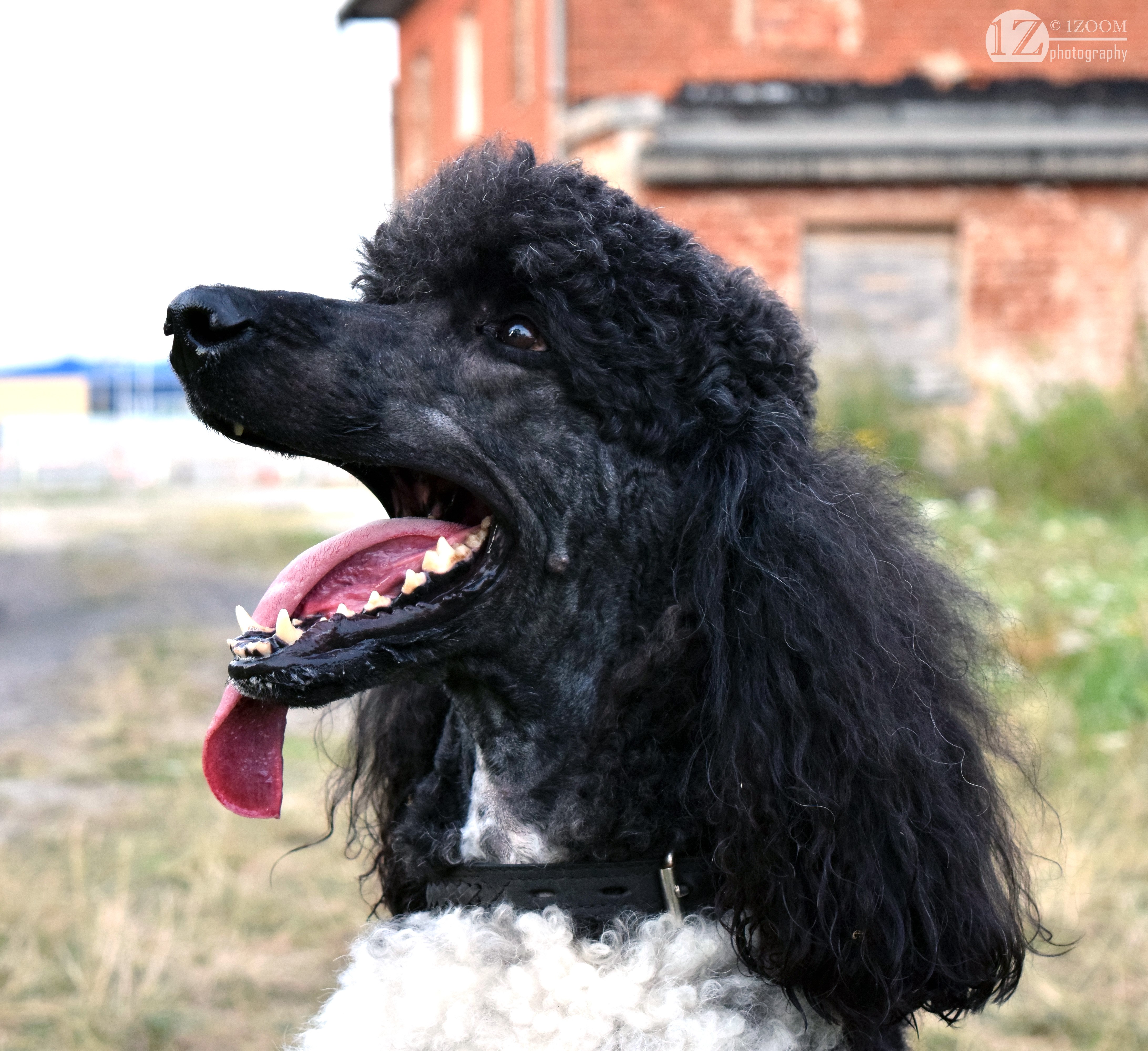 Black and white Poodle dog panting HD Wallpaper
