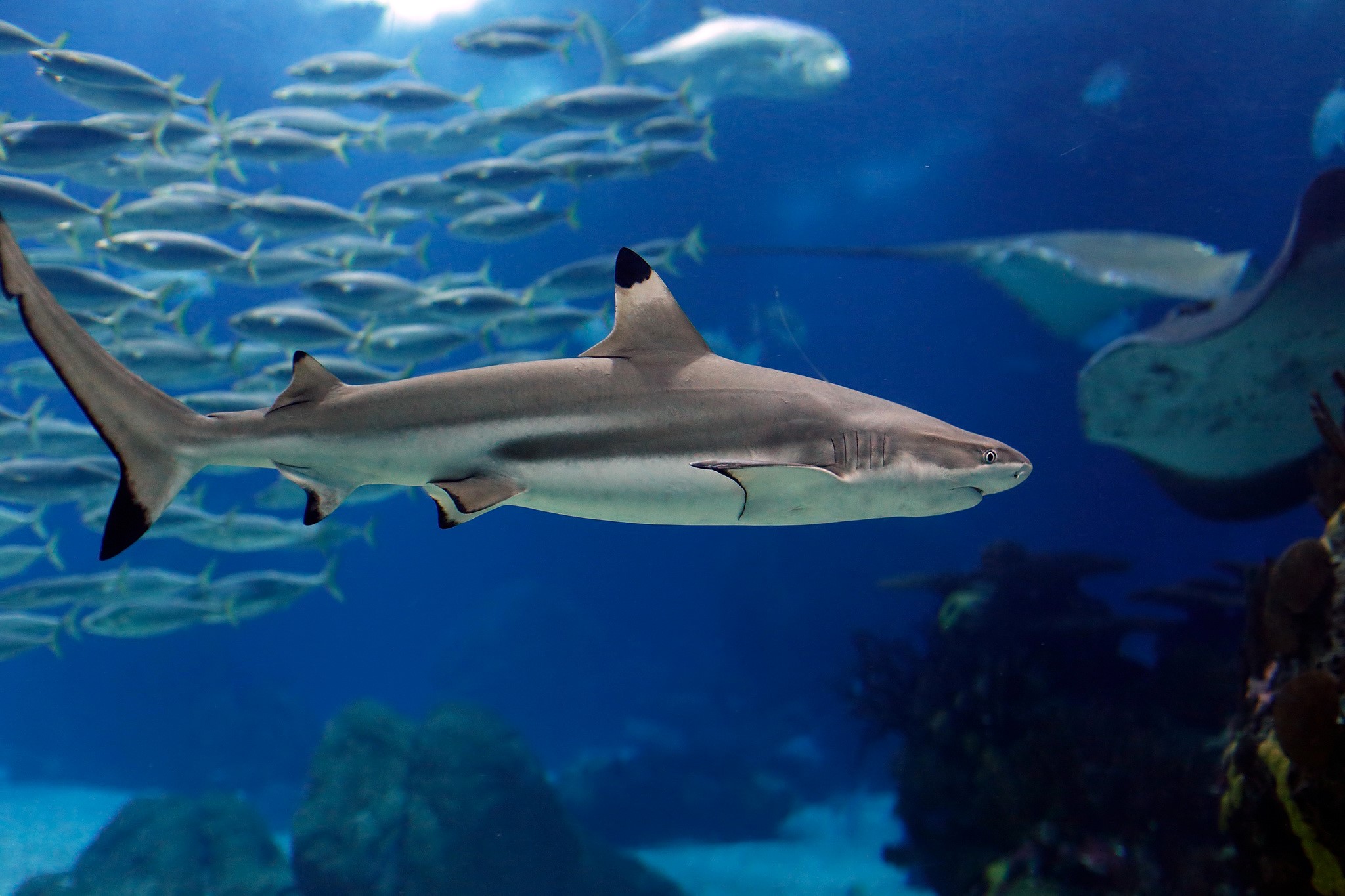 Shark swimming in a school of fish HD Wallpaper