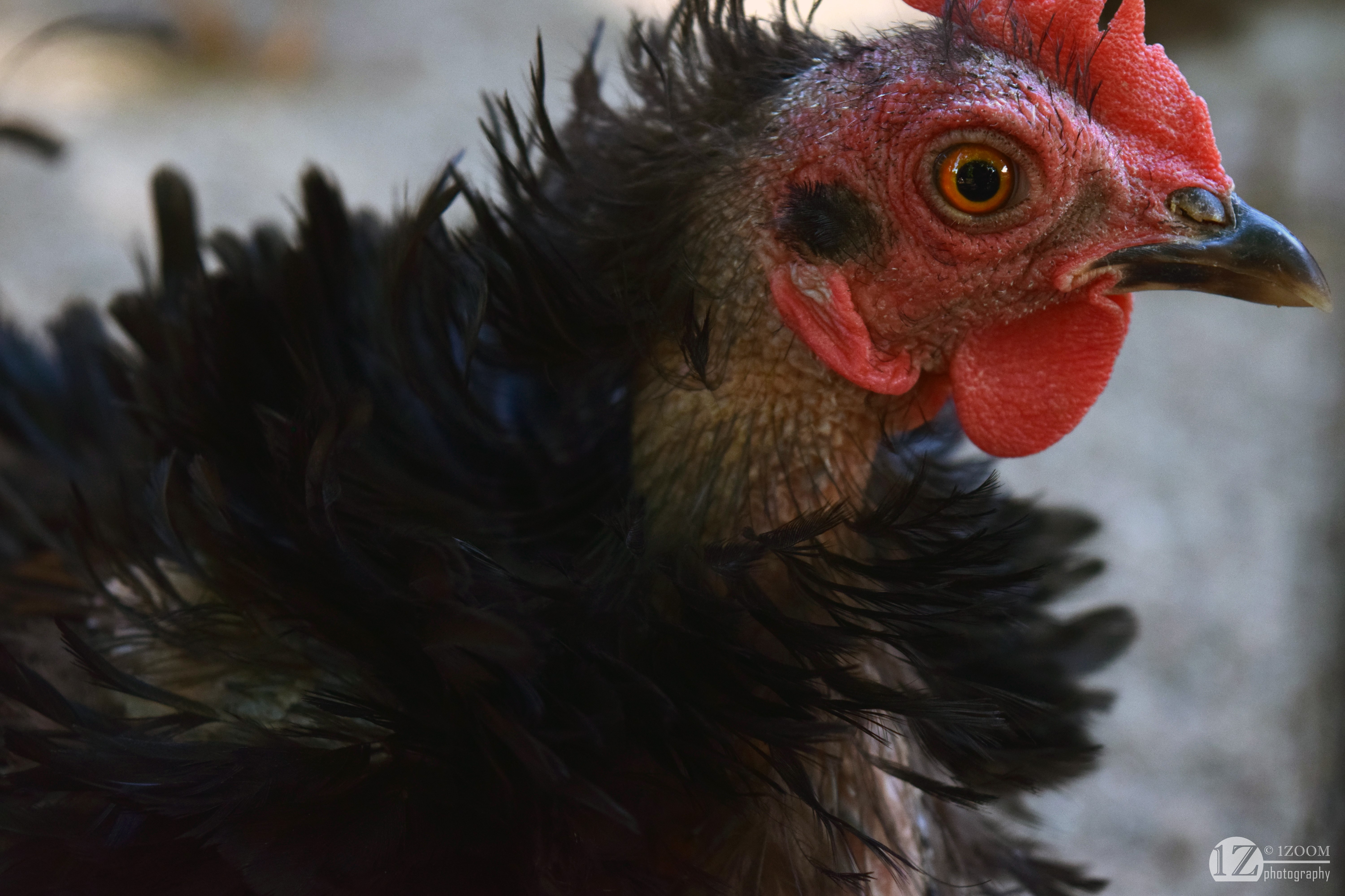 Chicken close-up portrait HD Wallpaper