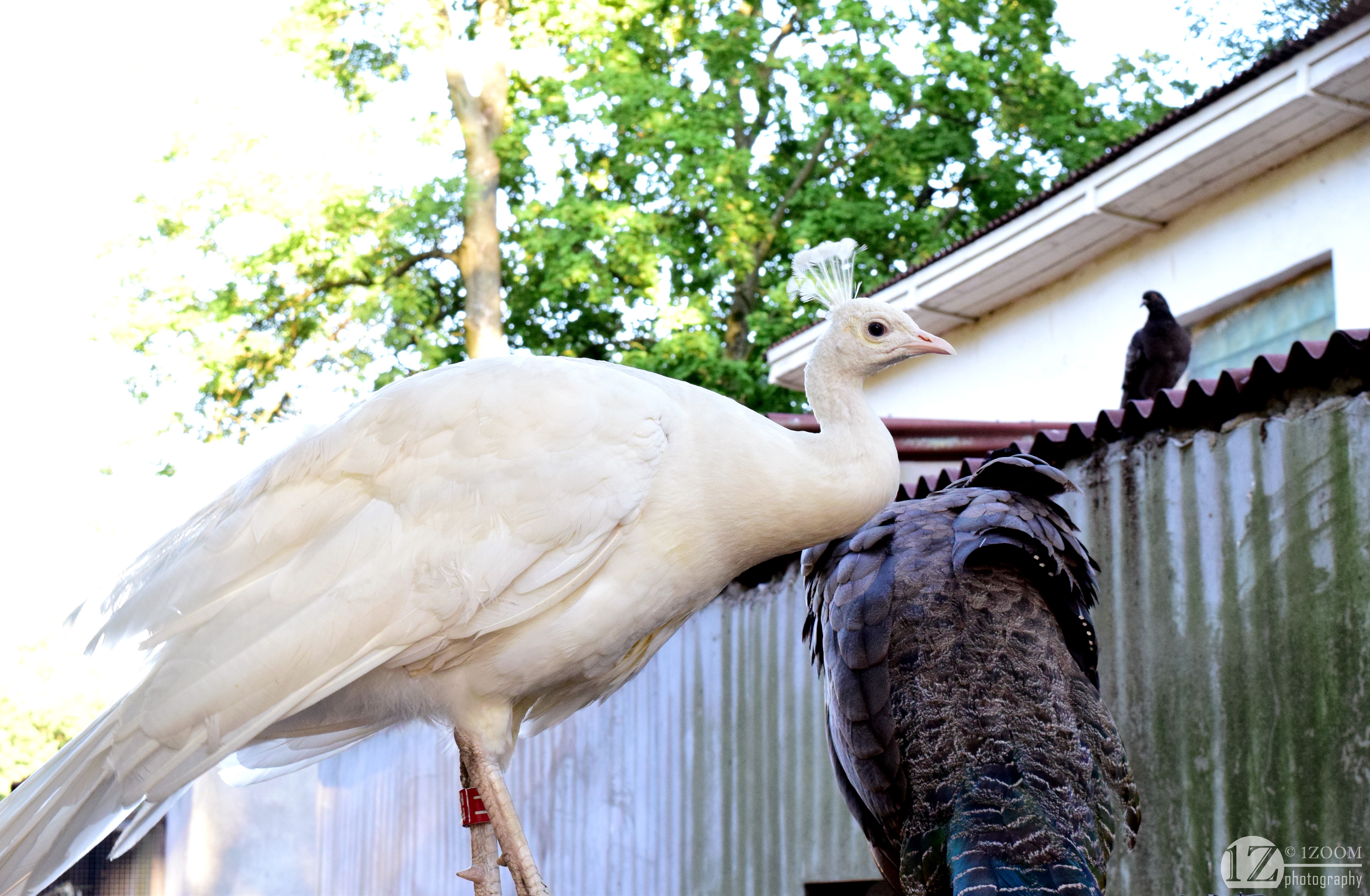 White Peacock and Pigeon on a Fence HD Wallpaper