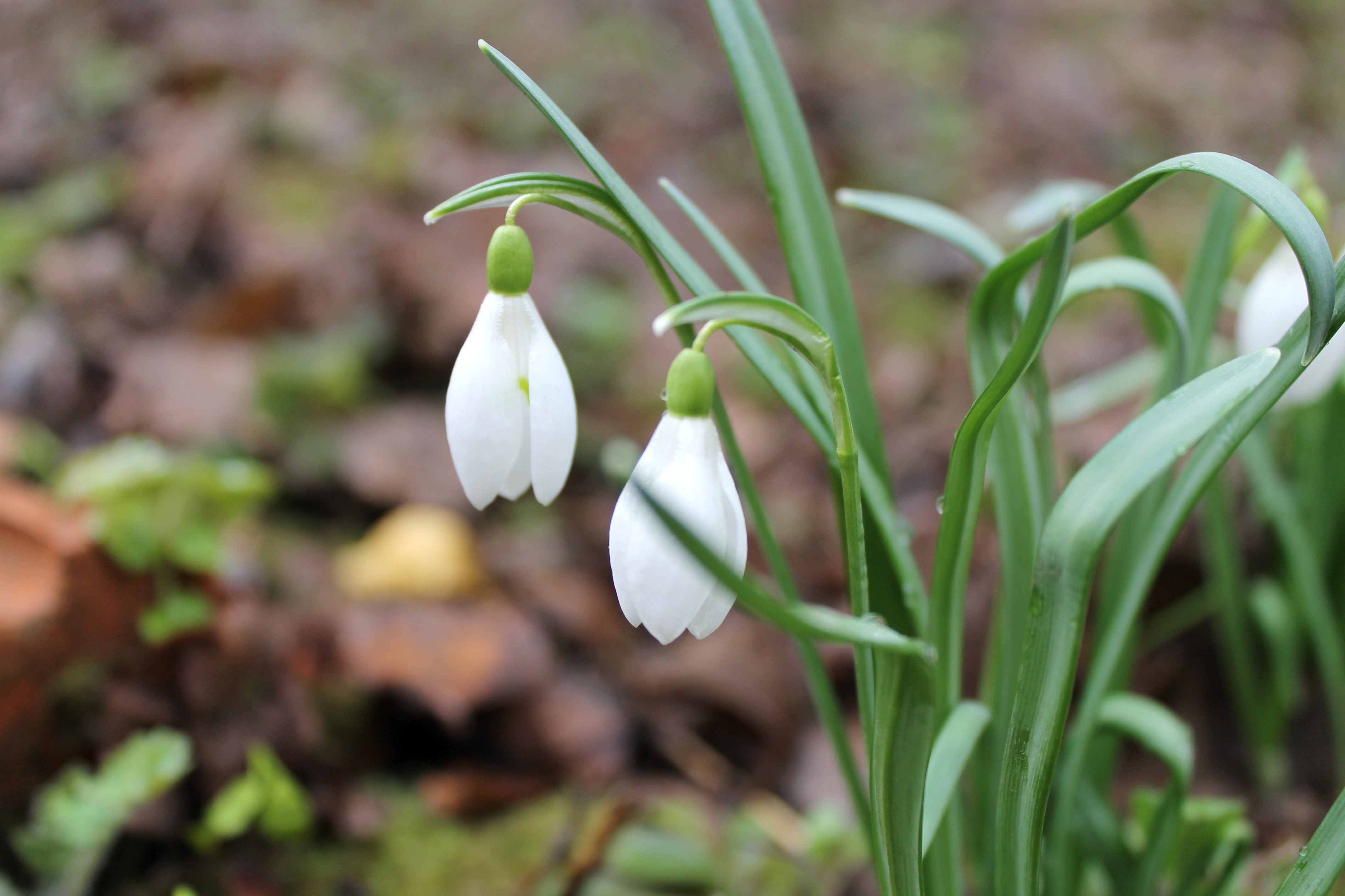 4K Snowdrops Closeup HD Wallpaper