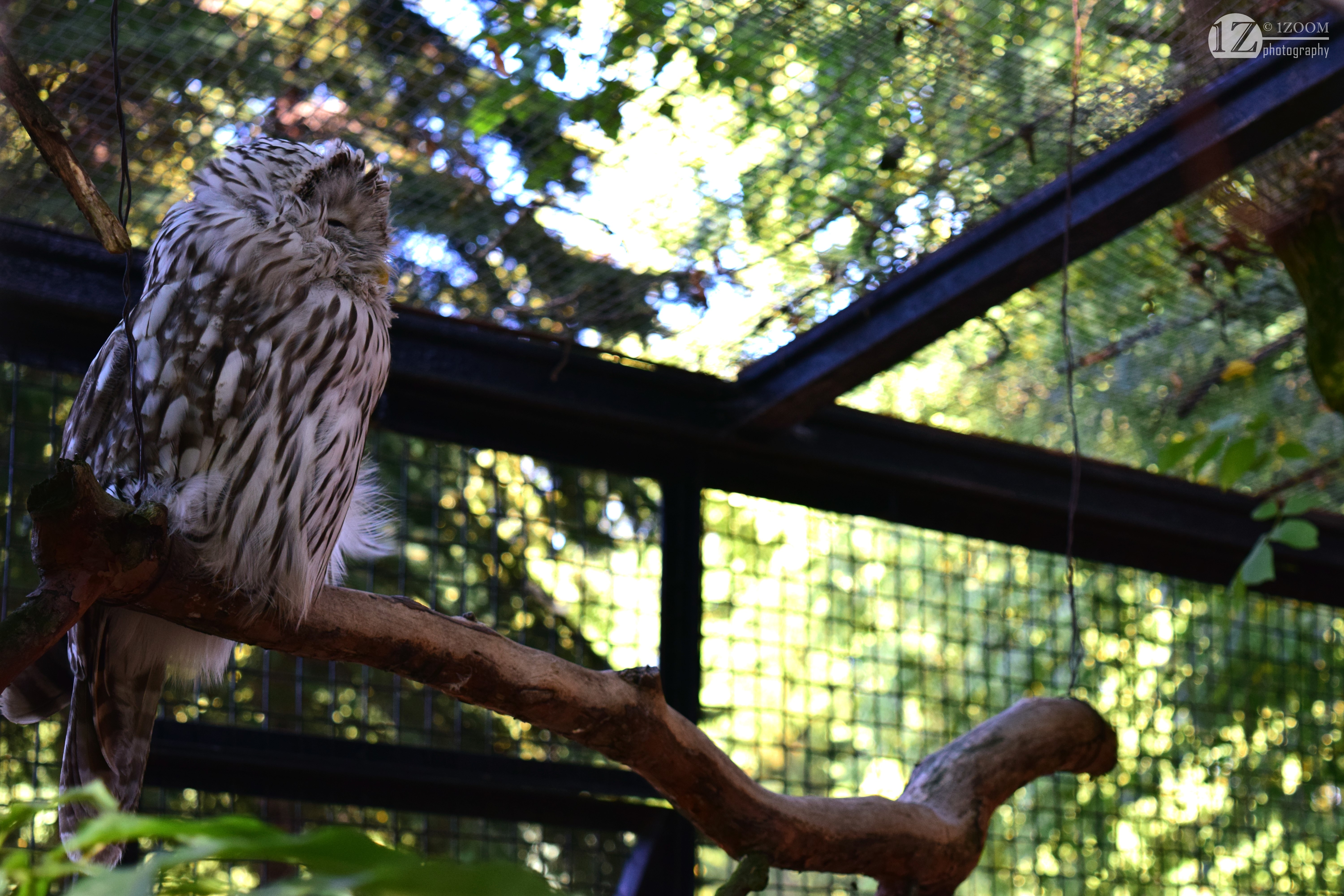 Owl perched on a branch in an enclosure HD Wallpaper
