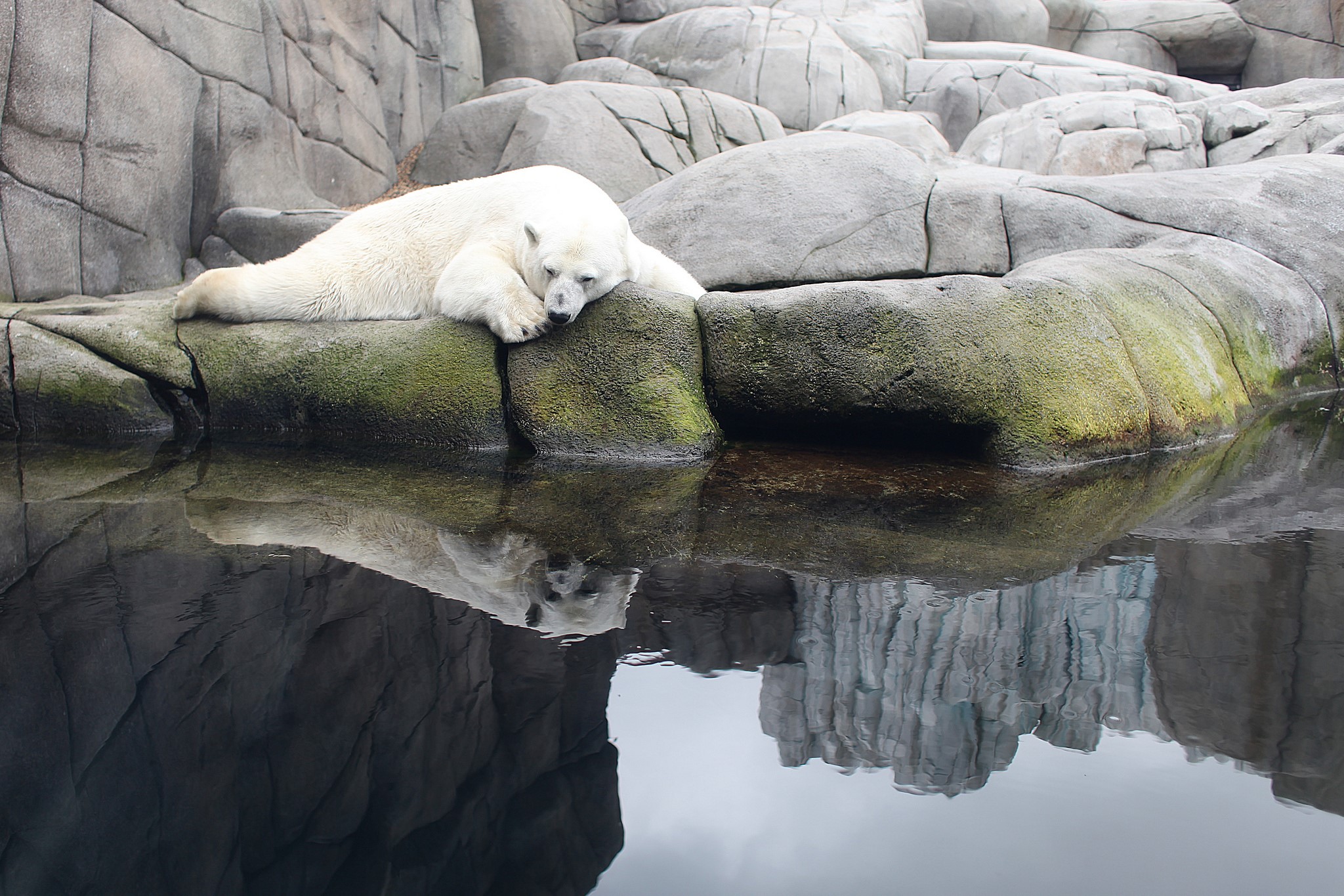 Polar bear resting on rocks by water HD Wallpaper