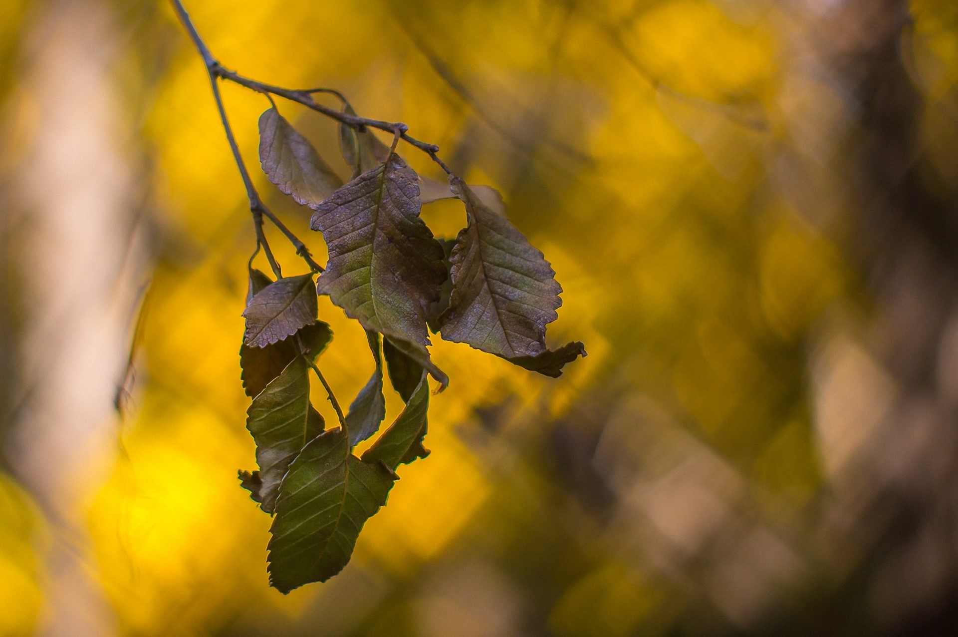 Autumn leaves on a branch with yellow bokeh background HD Wallpaper