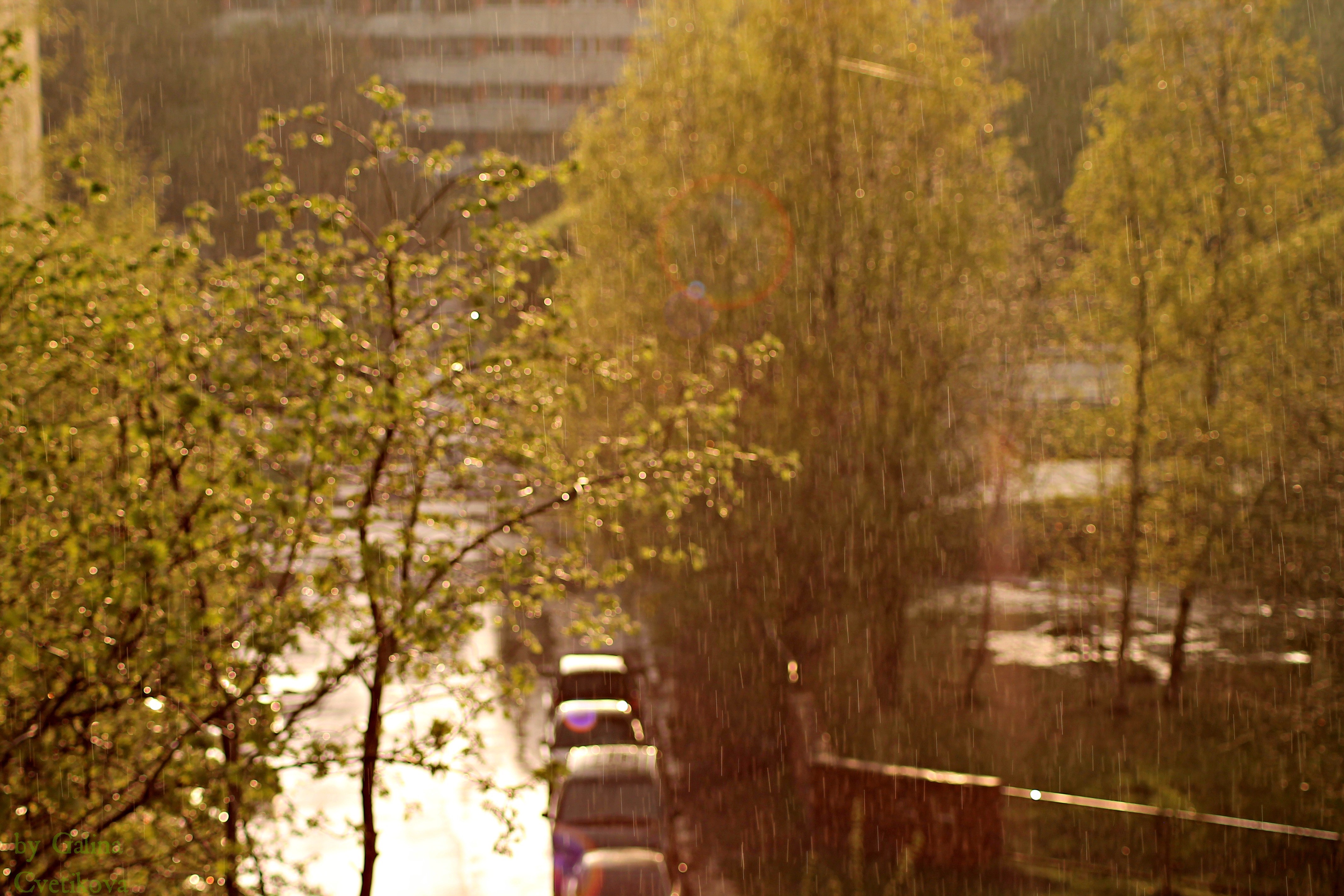 Rain falling on trees and cars HD Wallpaper