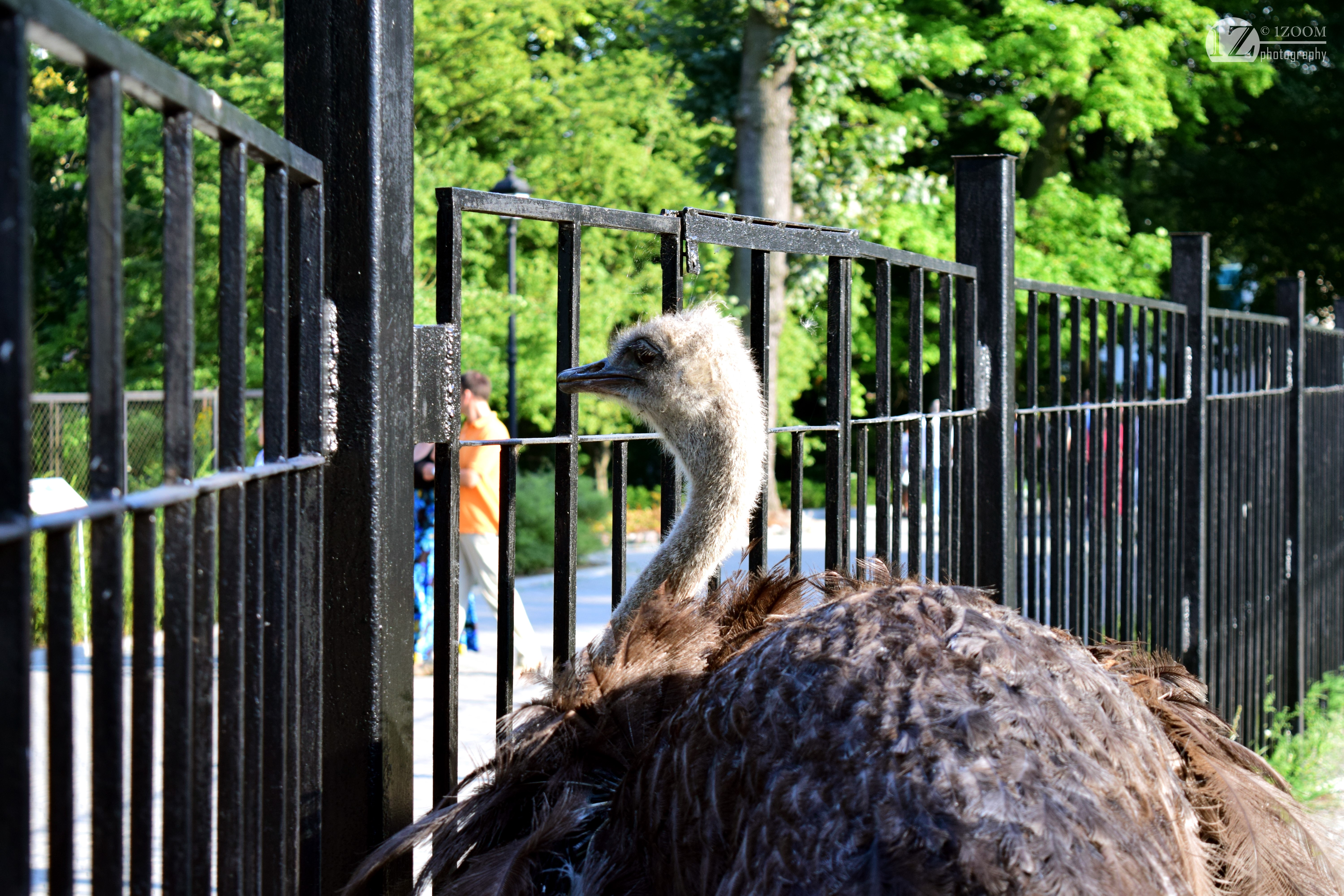 Ostrich behind a black fence at a zoo HD Wallpaper
