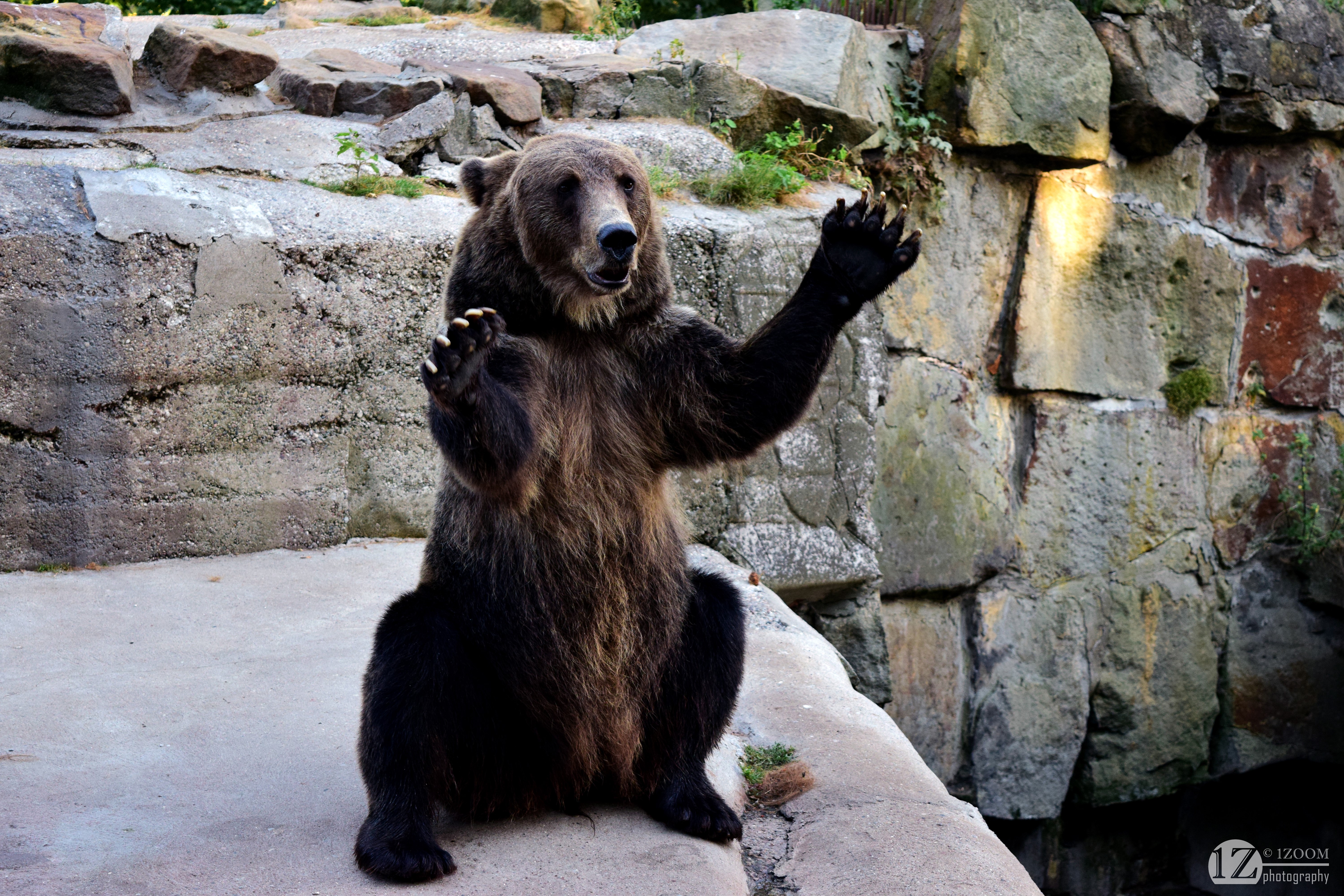Brown Bear Waving in Rocky Enclosure HD Wallpaper