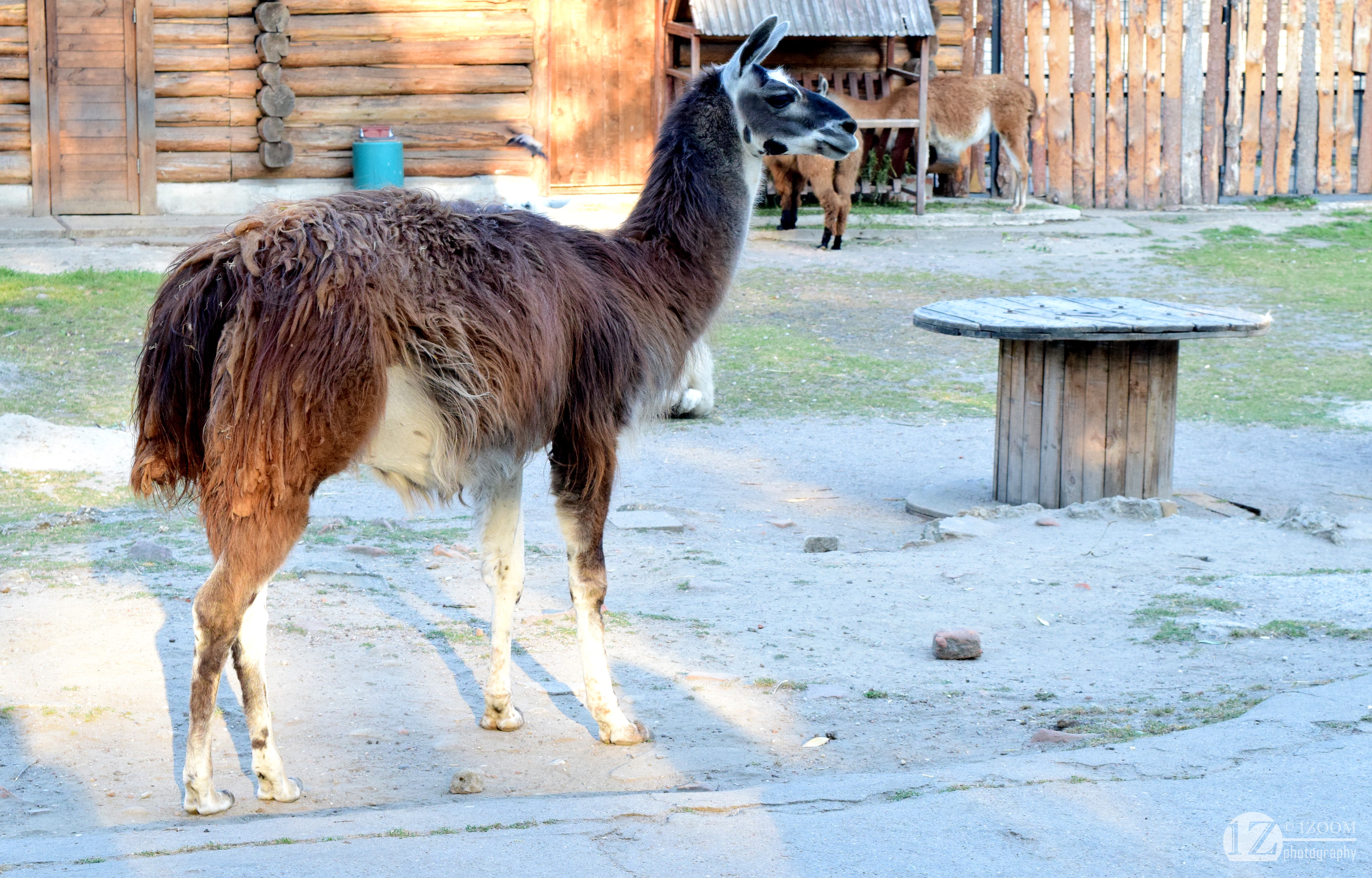 Llama in an outdoor enclosure HD Wallpaper