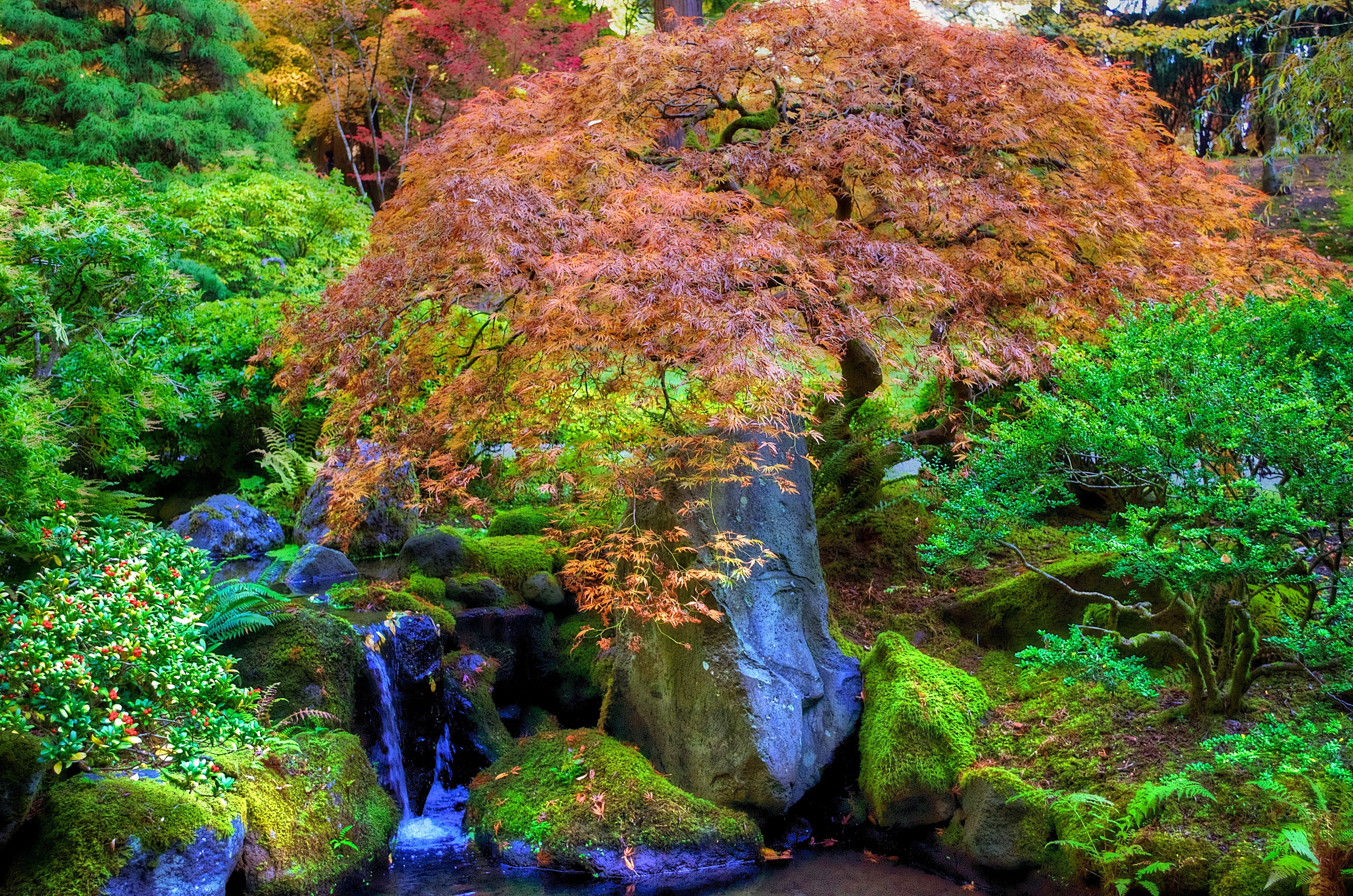 Autumn Japanese Garden with Waterfall and Mossy Rocks HD Wallpaper