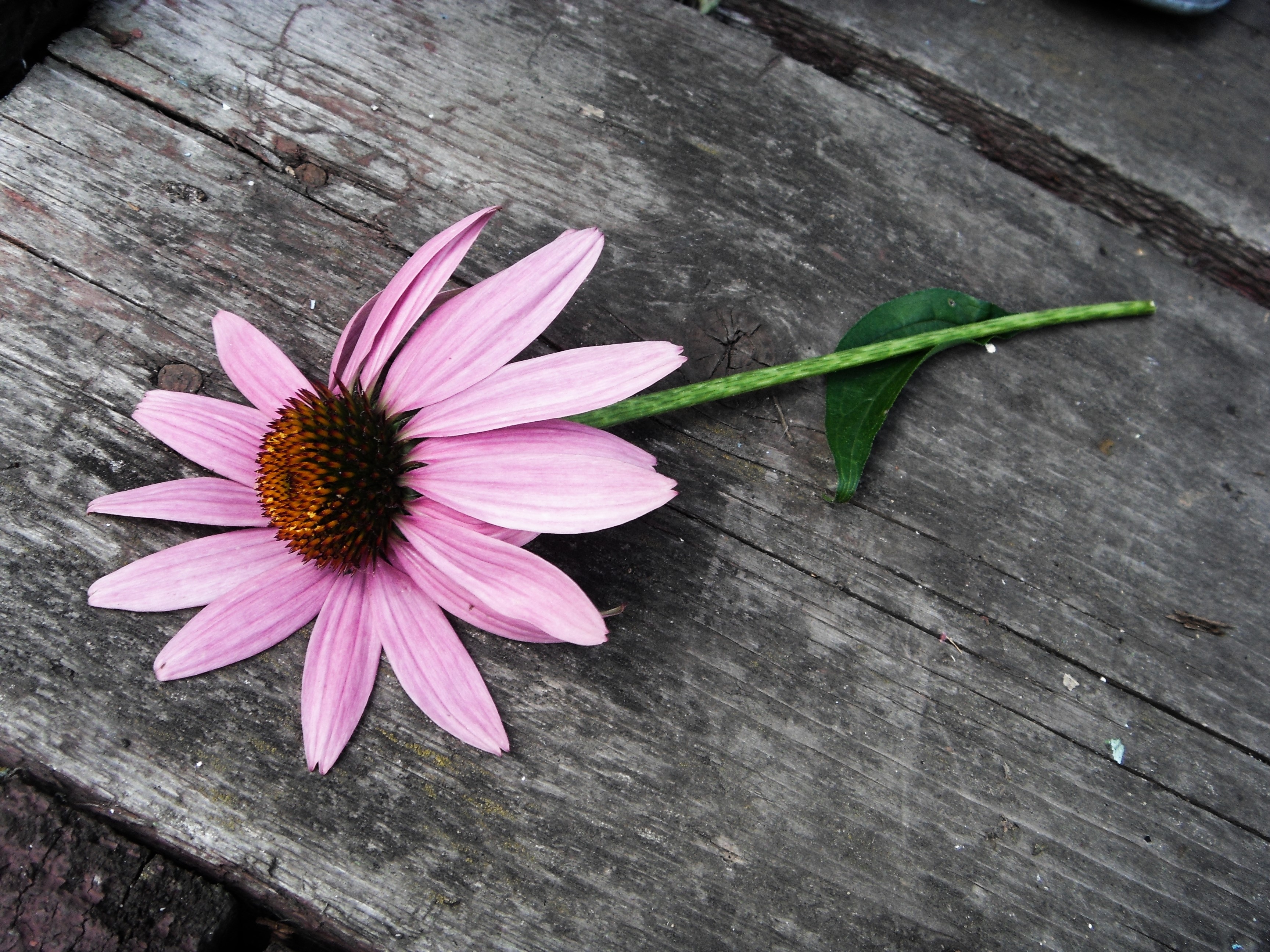 Pink Echinacea flower on wooden surface HD Wallpaper