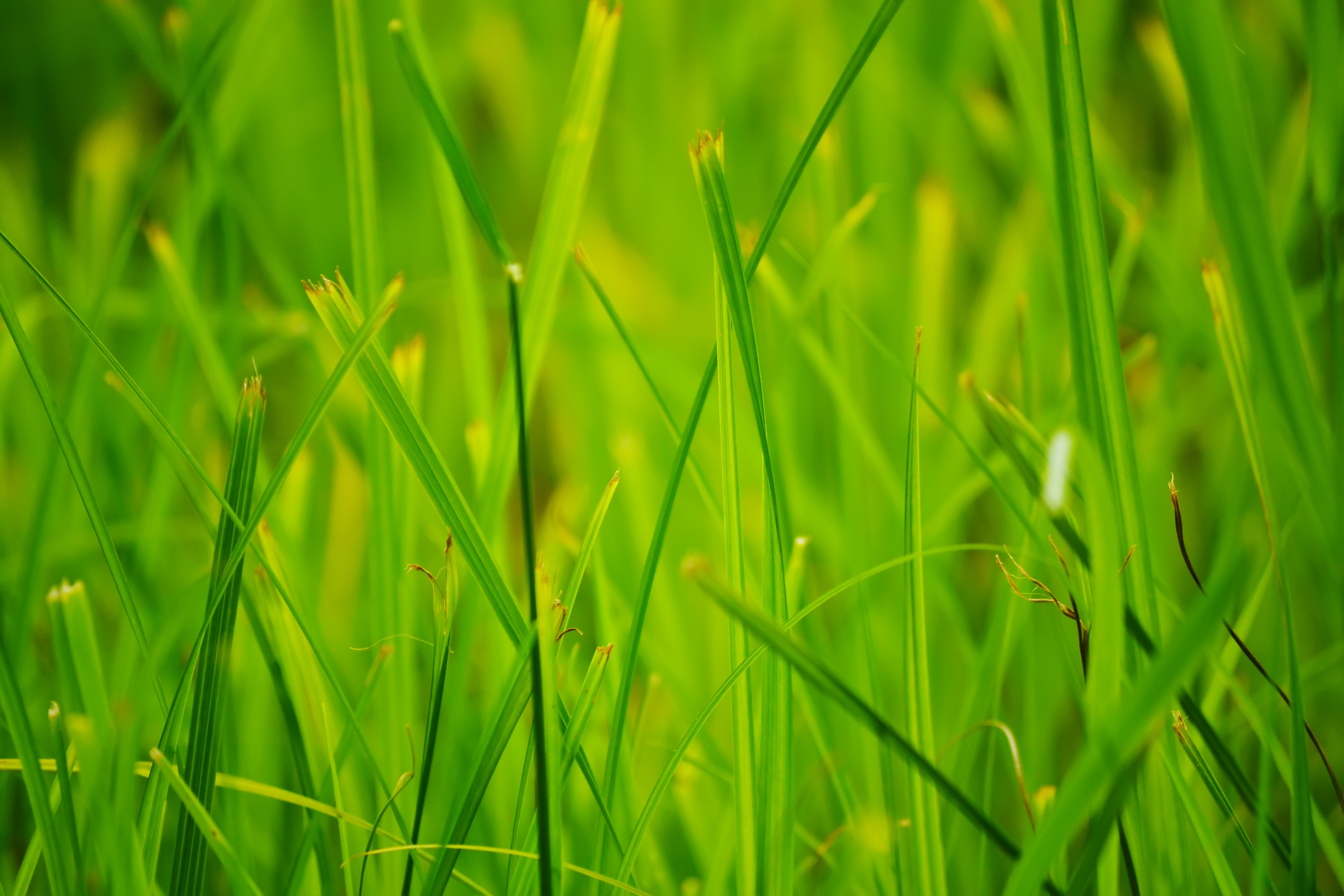 4K Closeup of Green Grass in Summer HD Wallpaper